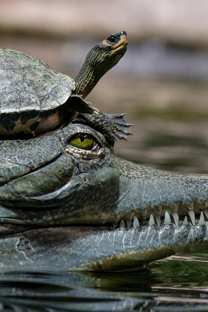 Indian roofed turtle (Pangshura tecta) & gharial (Gavialis gangeticus)