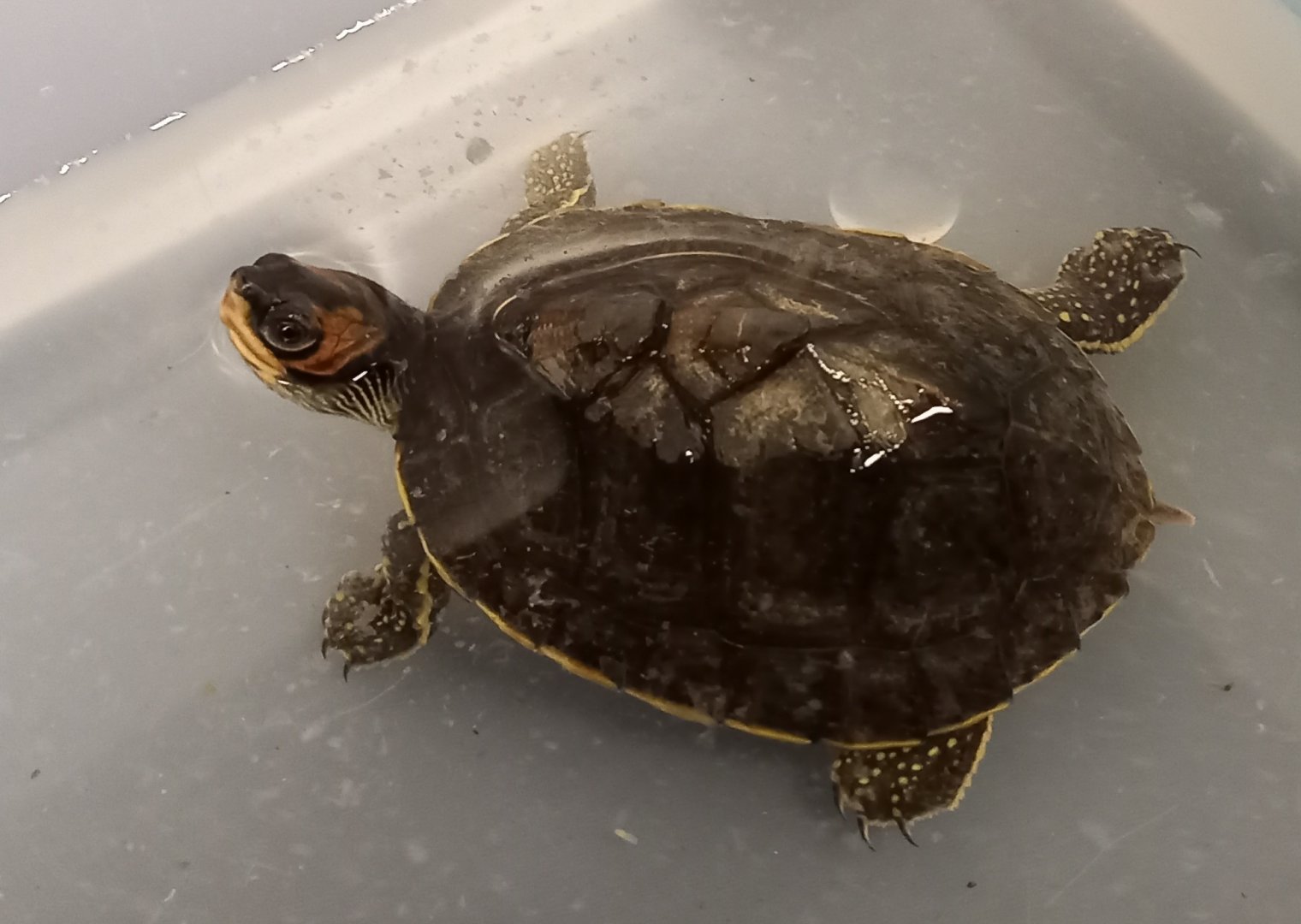 Indian roofed turtle - Pangshura tecta