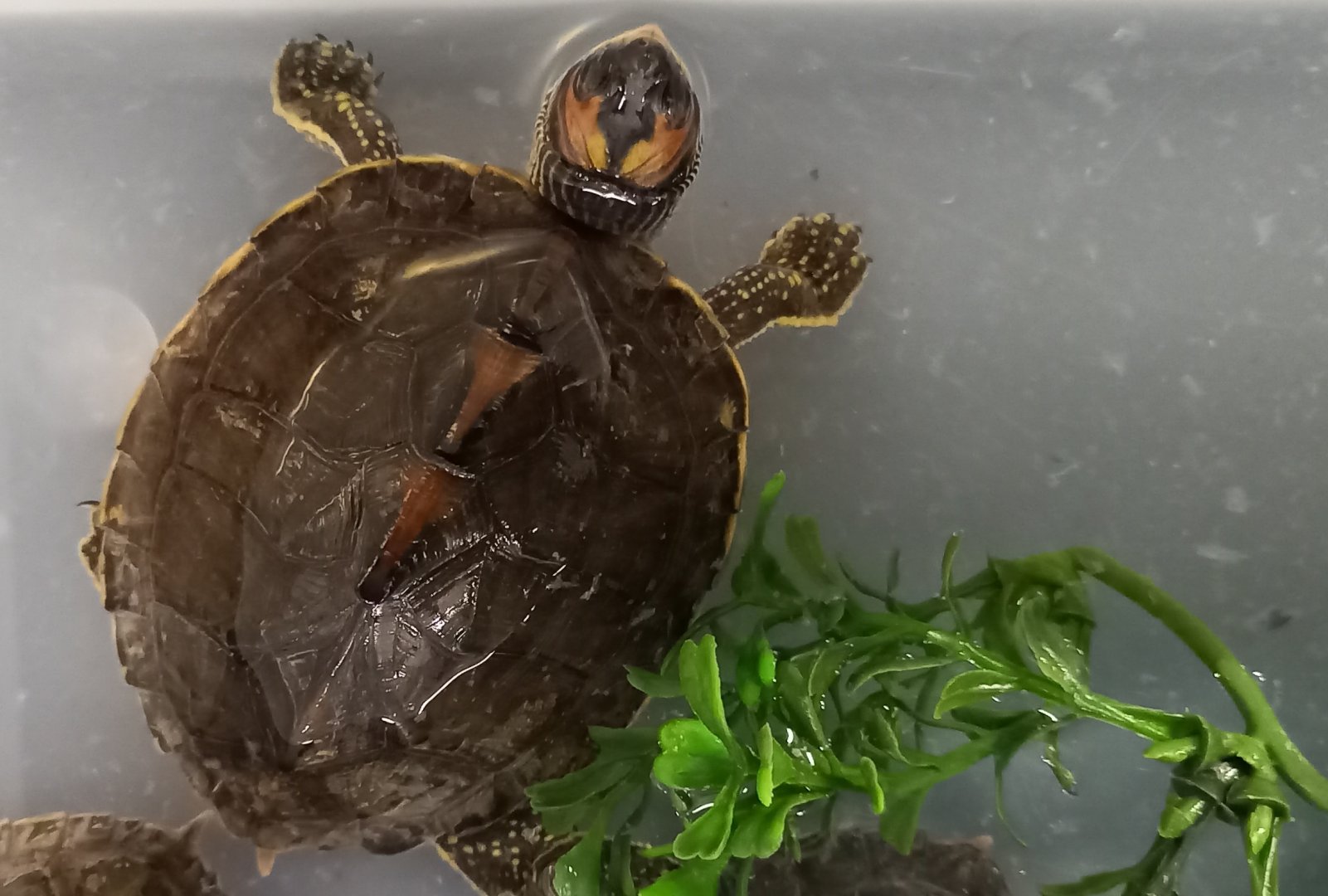 Indian roofed turtle - Pangshura tecta