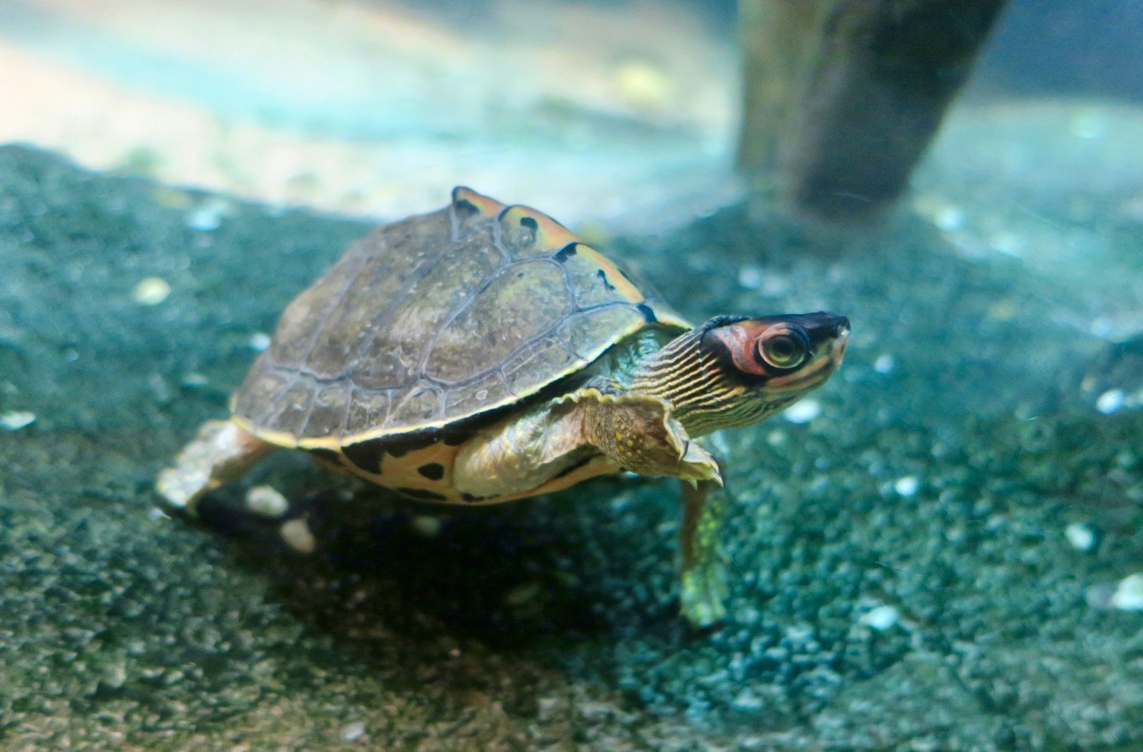 Indian Roofed Turtle (Pangshura tecta)