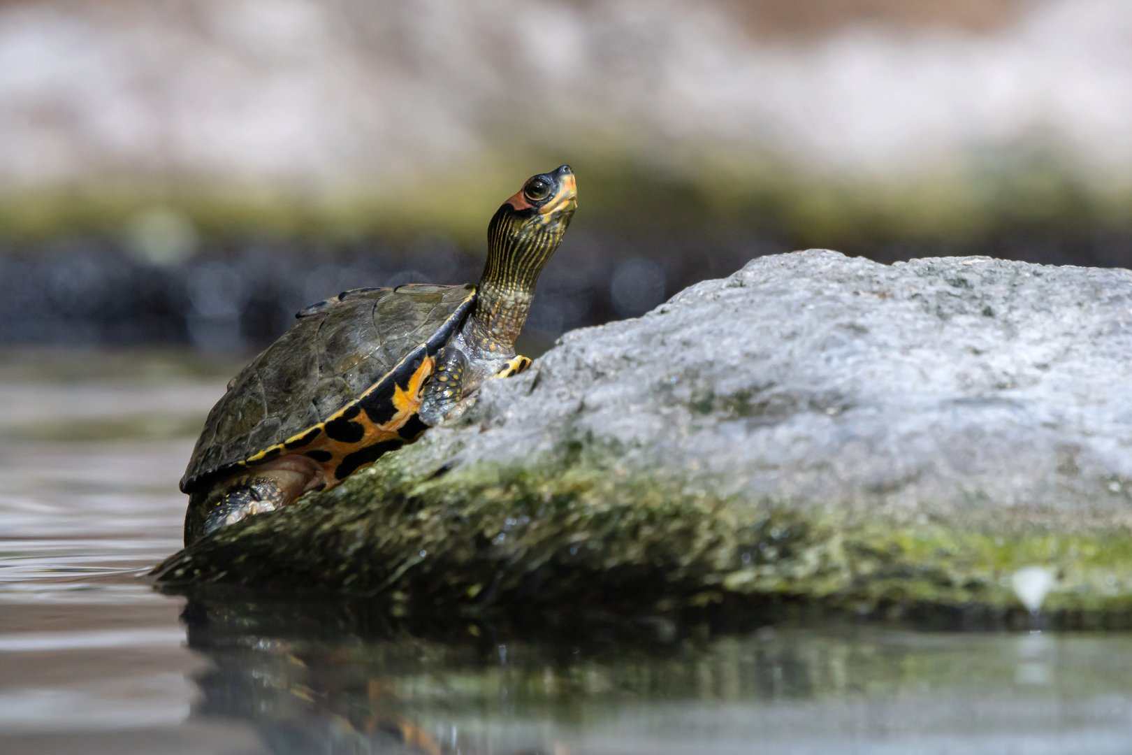 Indian roofed turtle (Pangshura tecta)