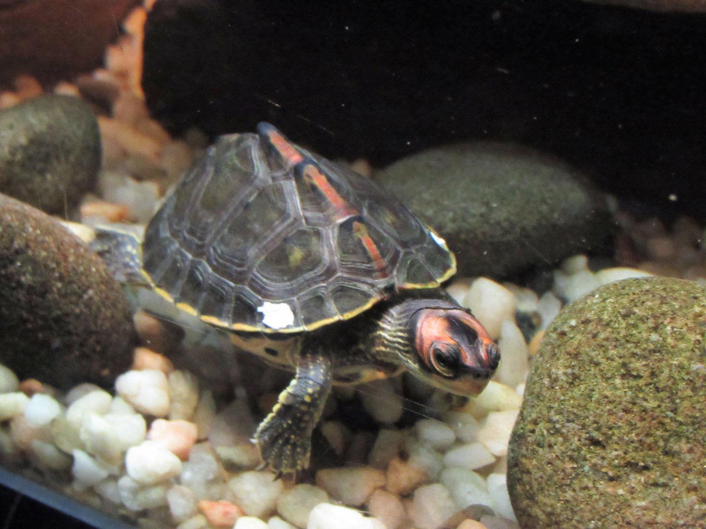 Indian roofed turtle