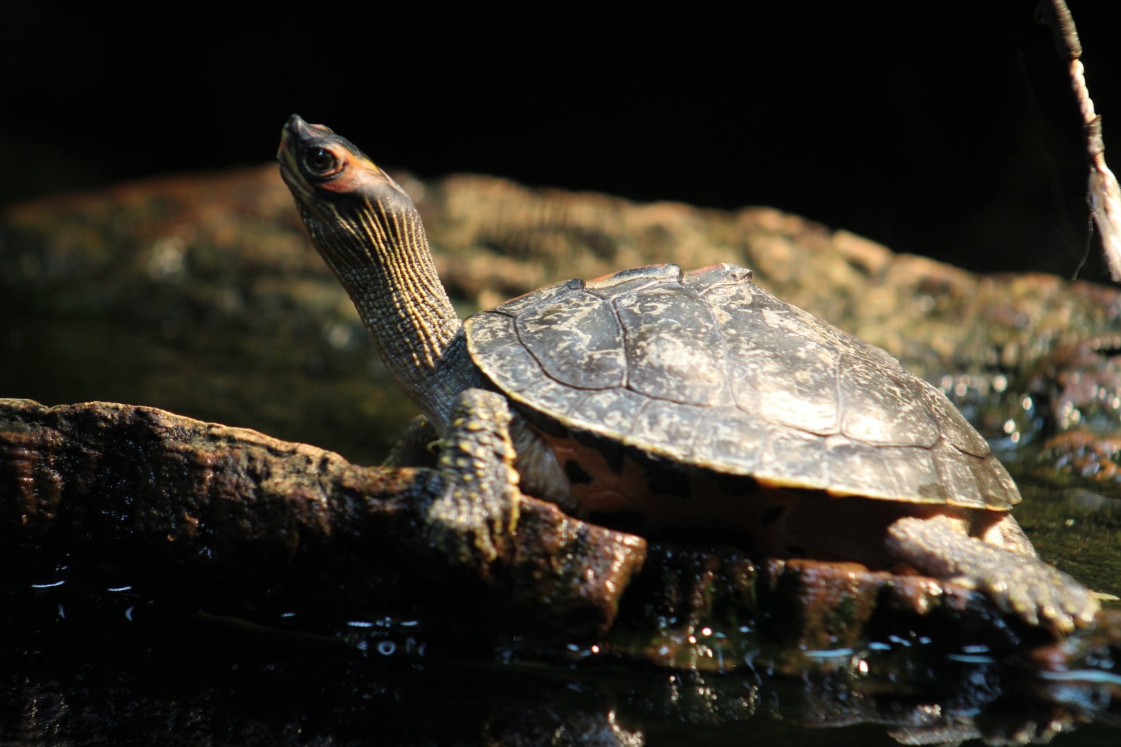 Indian Roofed Turtle
