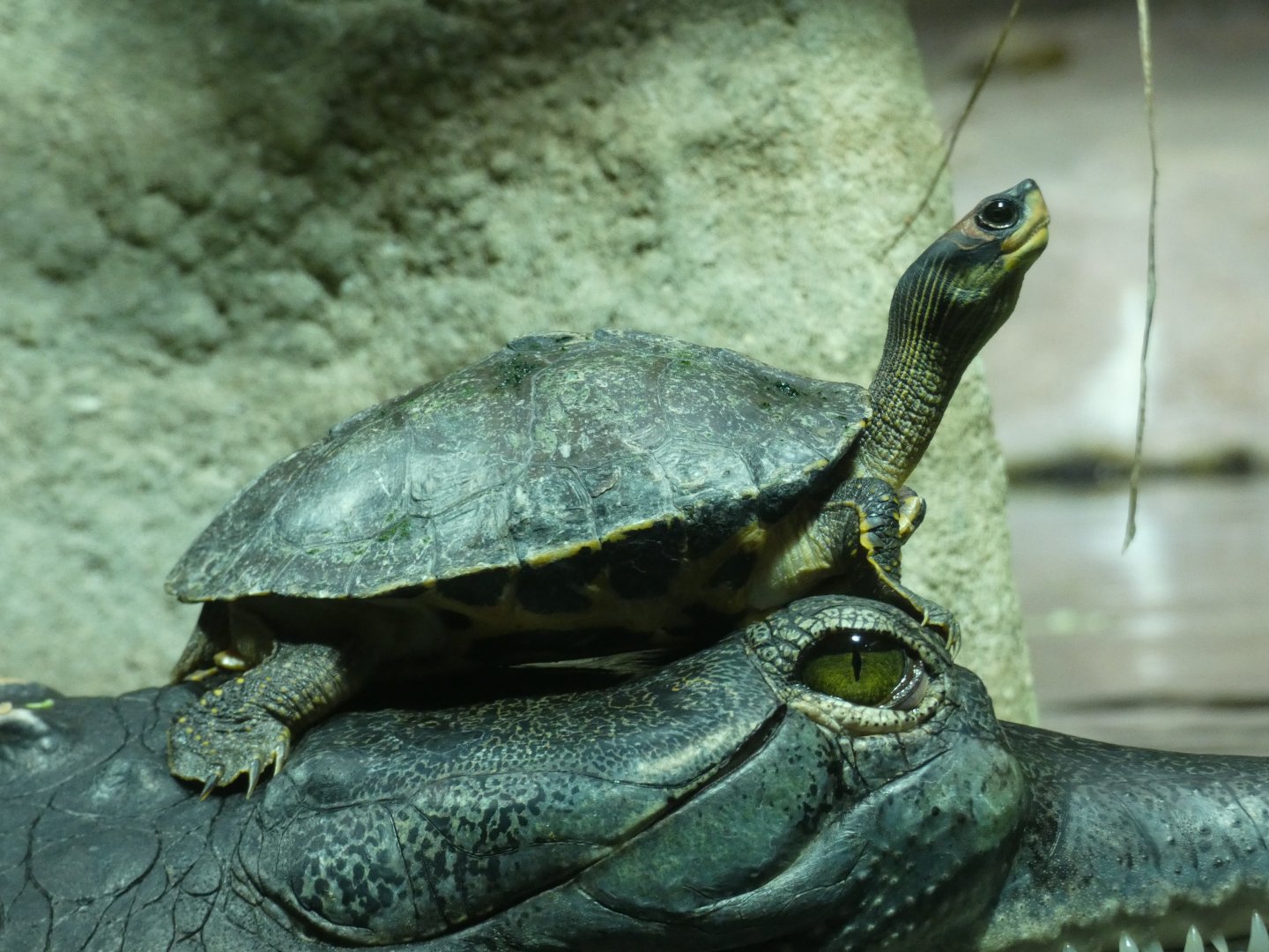 Indian roofed turtle