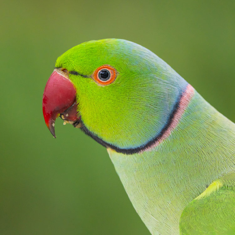 Indian Rose-ringed Parakeet (Psittacula Krameri Manillensis)