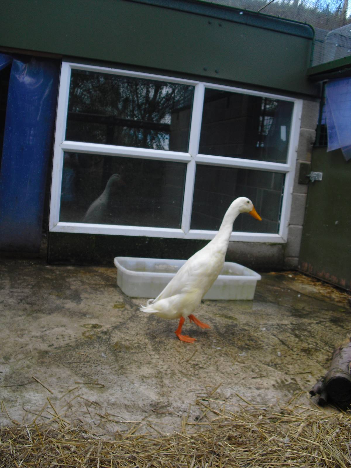 Indian Runner Duck - 16/10/2011