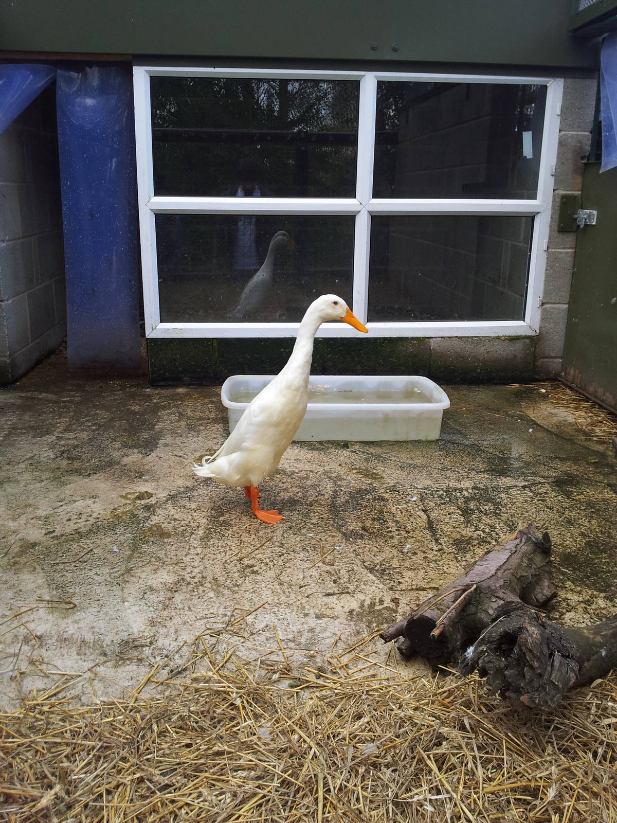 Indian Runner Duck - 16/10/2011