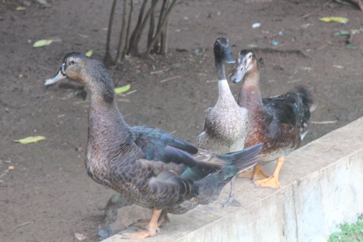 Indian Runner duck (Anas platyrhynchos domesticus)