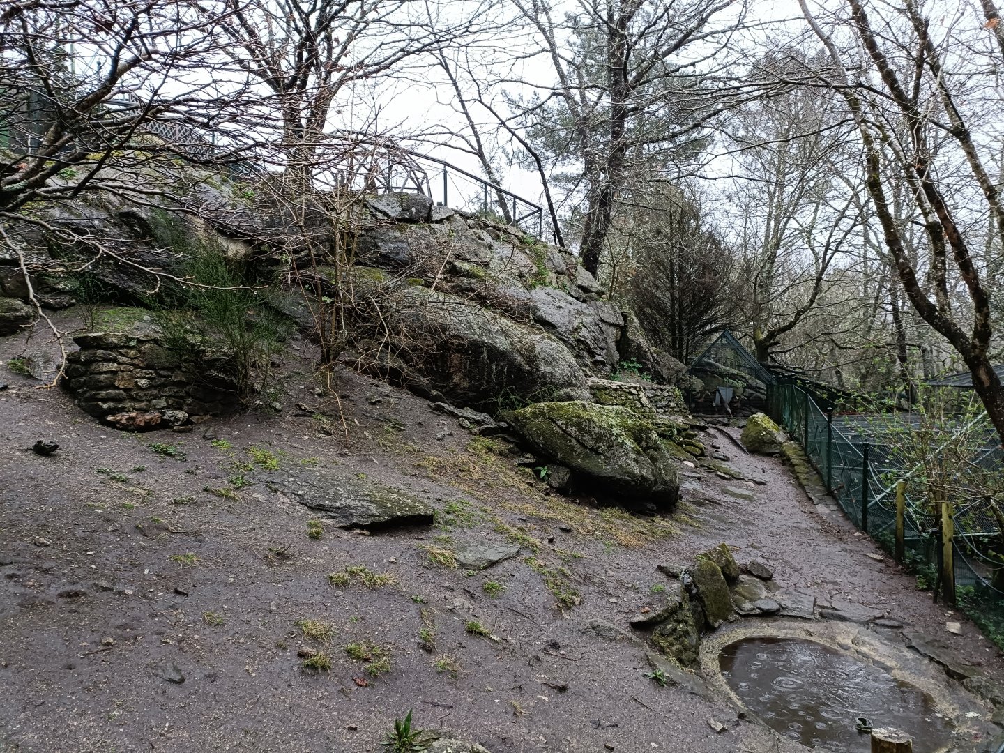 Indian runner duck exhibit- Avifauna Lugo