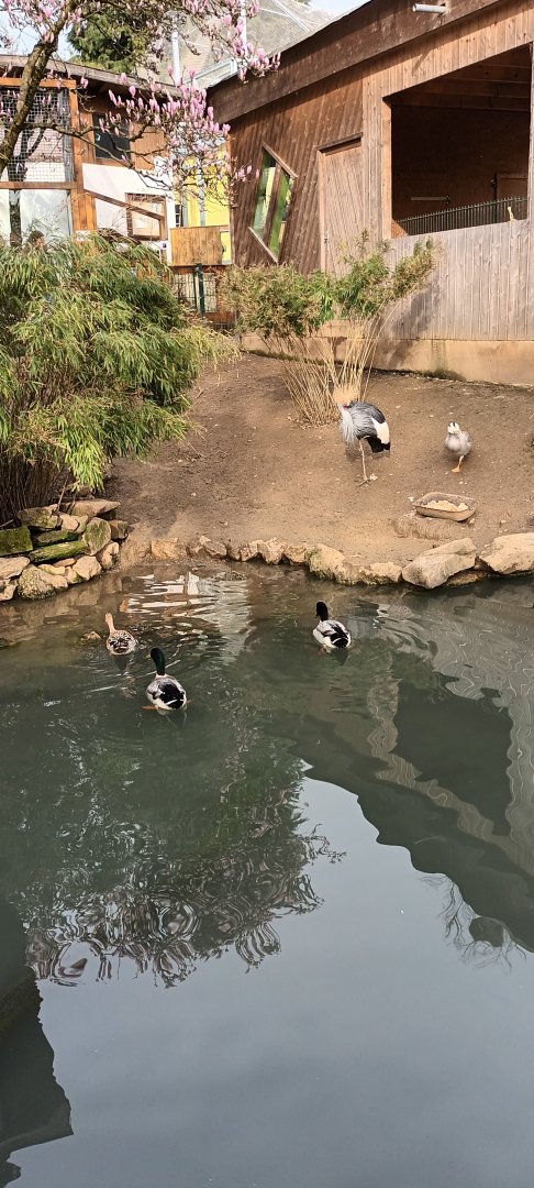 Indian runner Duck, Wood Duck, Mandarin Duck, Bar headed Goose and African grey crowned Crane Enclosure