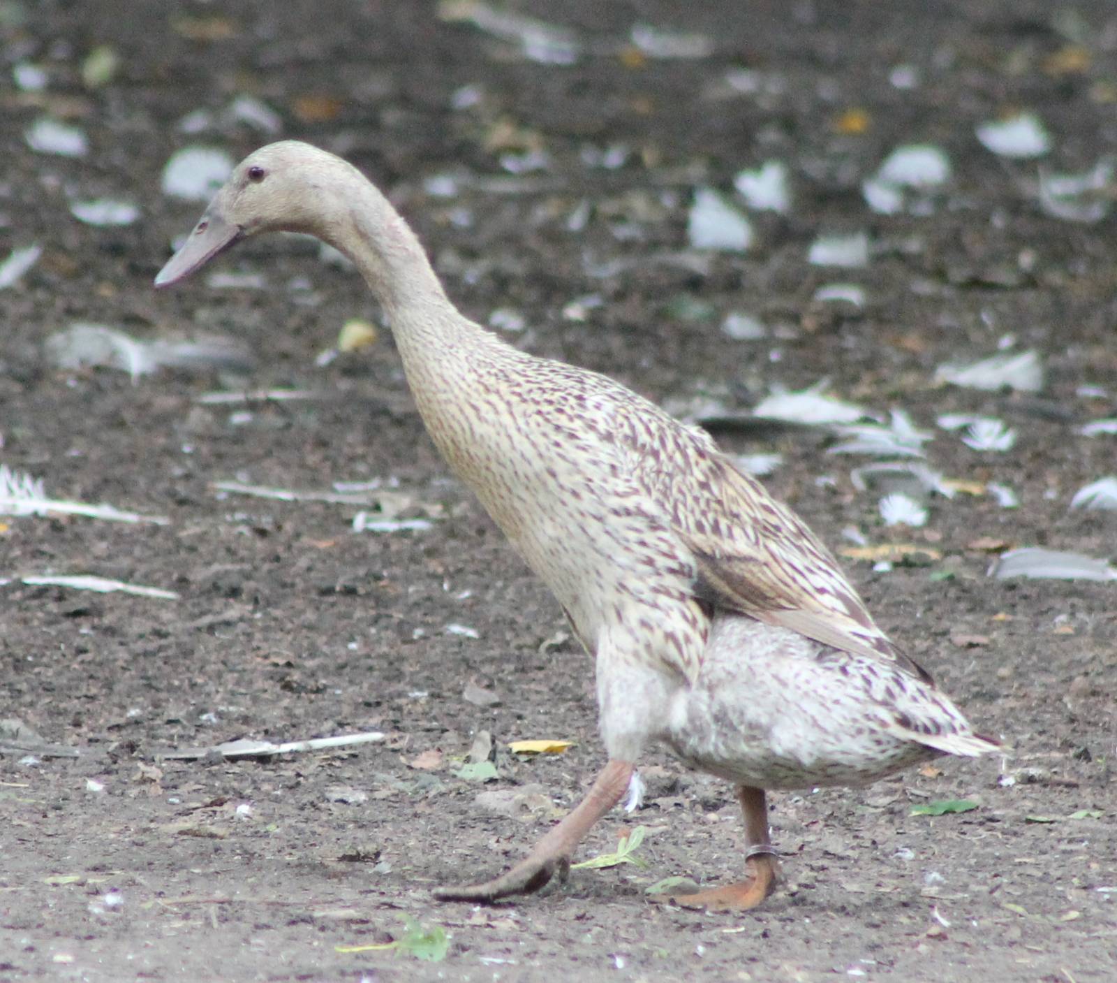 Indian runner duck