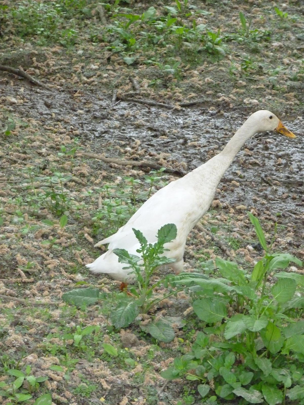 Indian Runner Duck