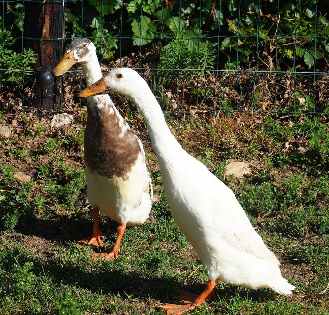 Indian runner ducks (Anas platyrhynchos domesticus), 2023-06-24