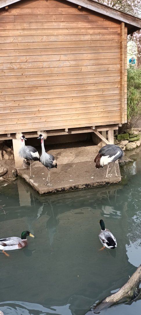 Indian runner Ducks and African grey crowned Cranes