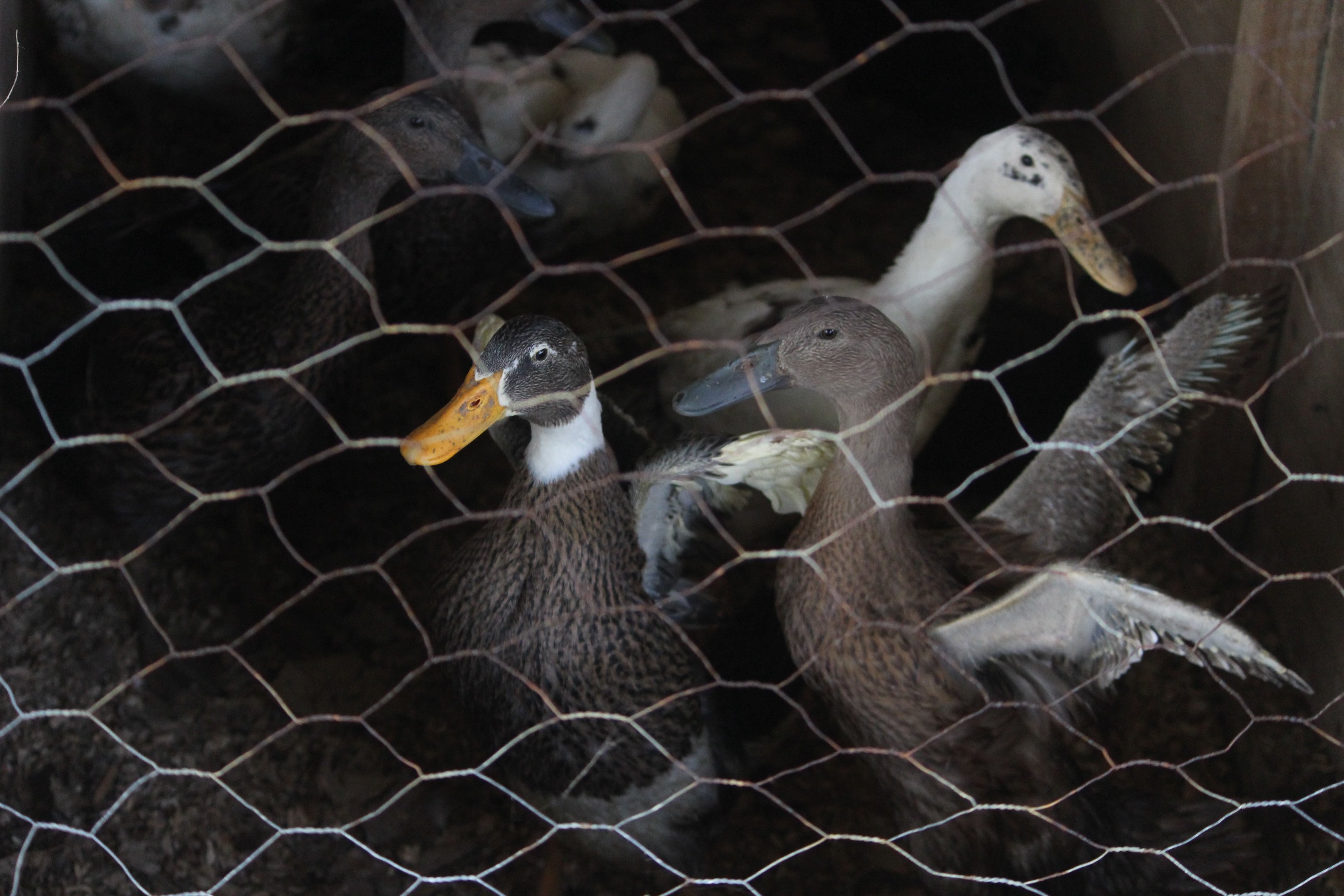 Indian Runner ducks, Horowhenua AP&I Show 2022