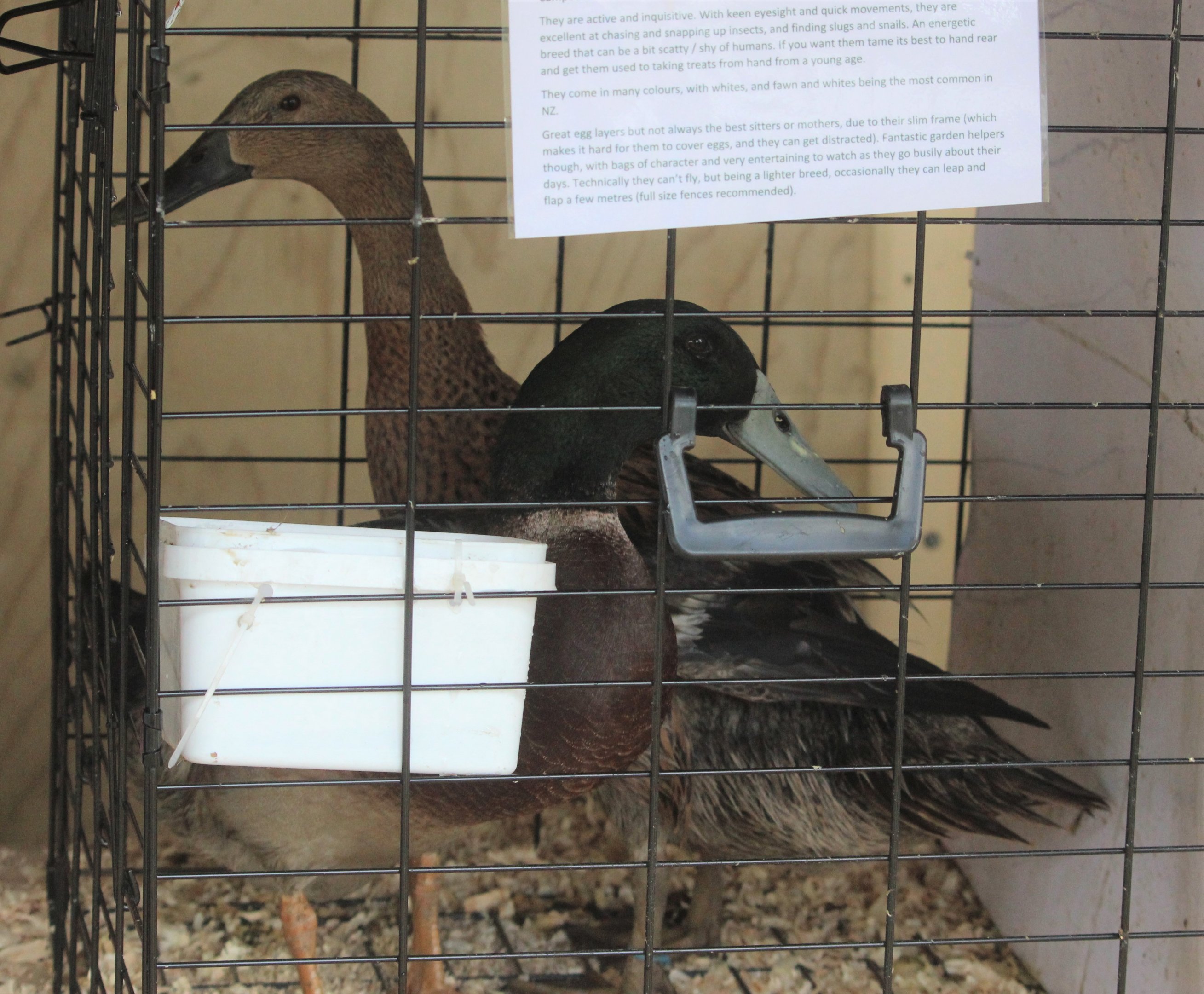 Indian Runner ducks, Horowhenua AP&I Show 2022