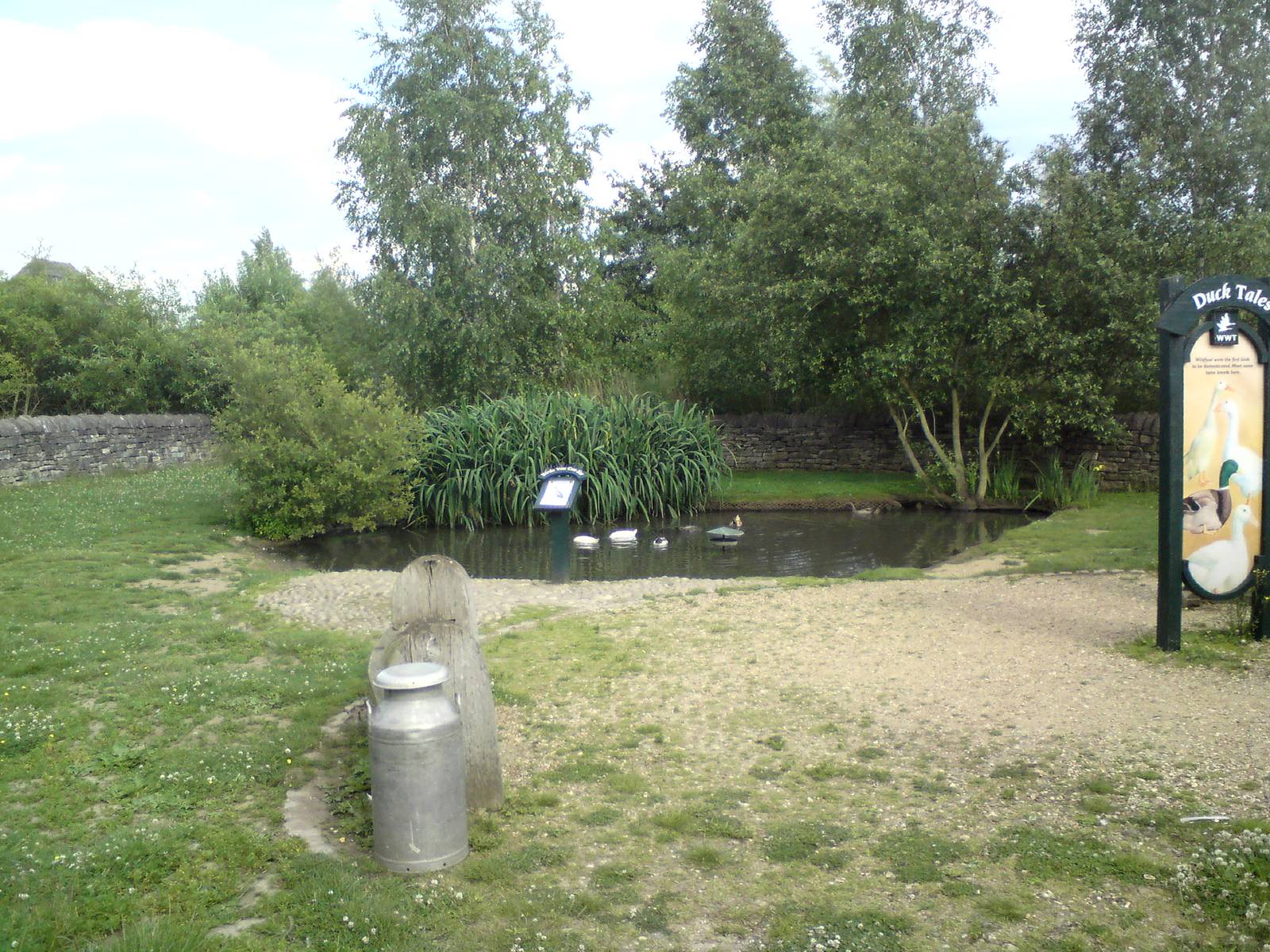 Indian runner paddock