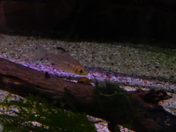 Indian Sailfin barb (Oreichthys cosuatis)