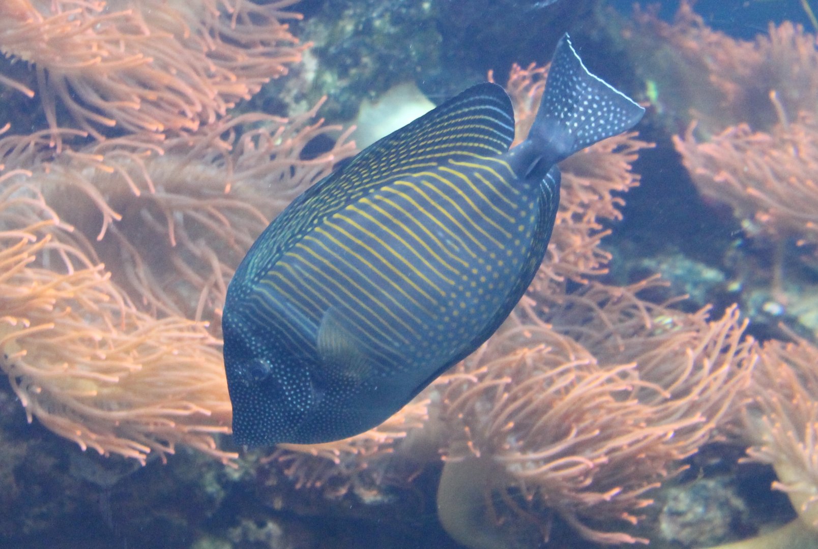 Indian sailfin tang - Zebrasoma desjardinii