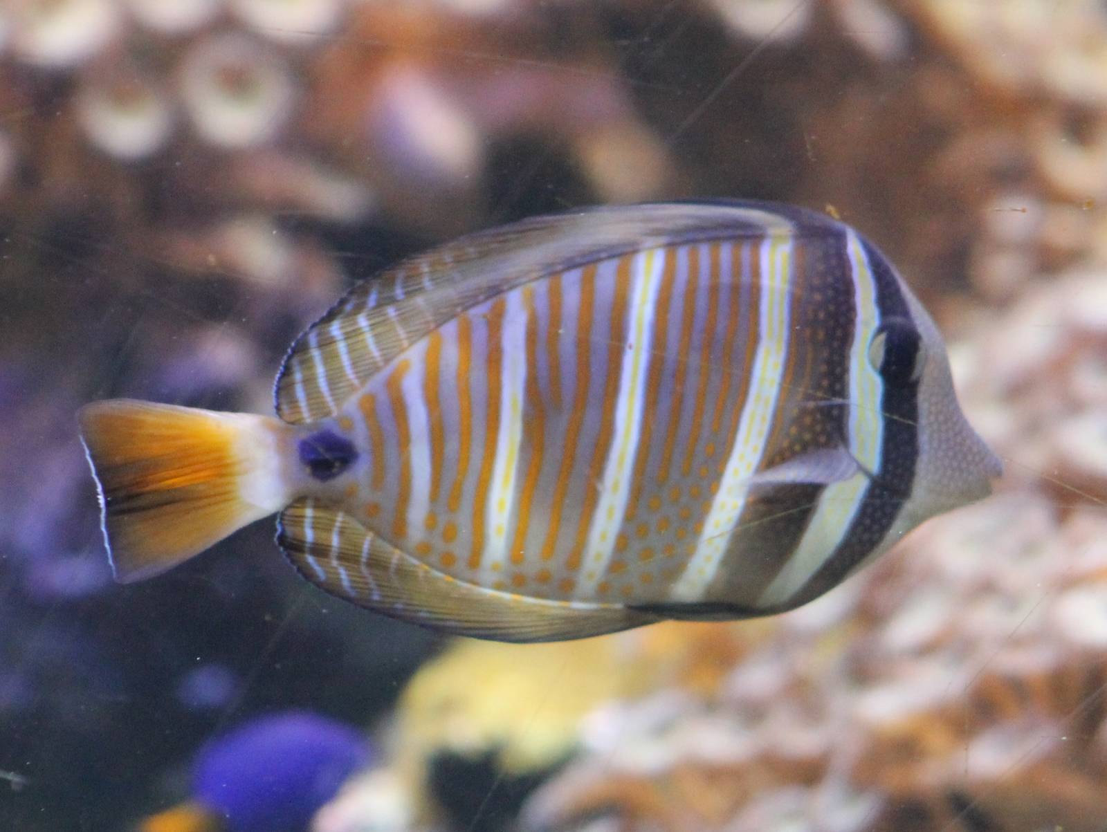 Indian sailfin tang