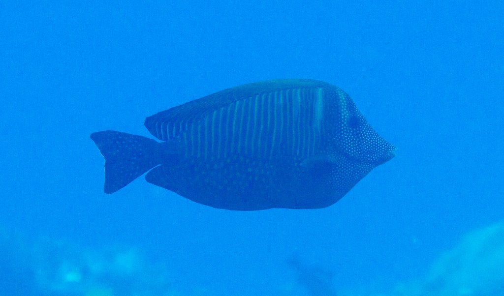 Indian Sailfin Tang