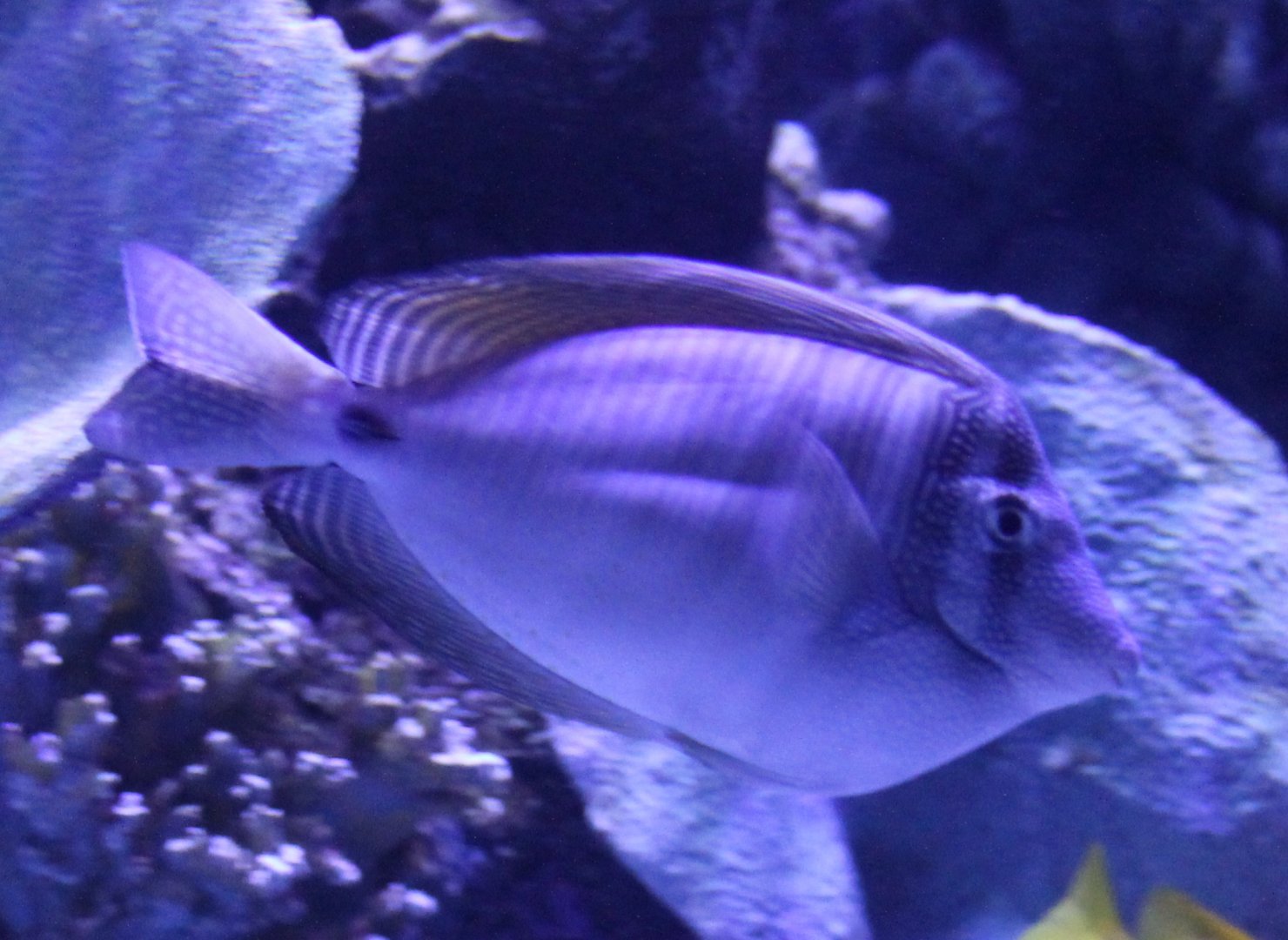 Indian sailfin tang
