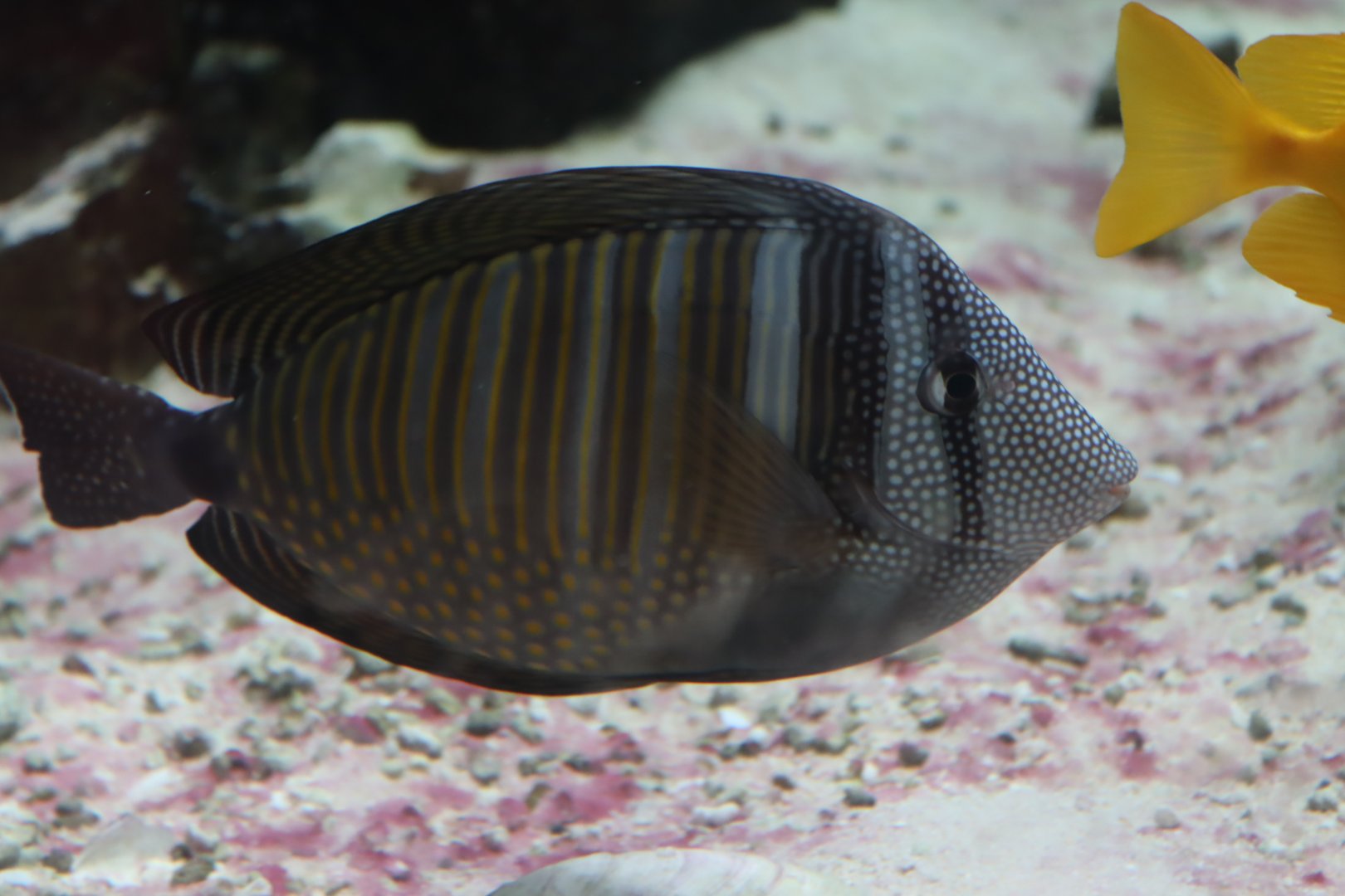 Indian Sailfin Tang