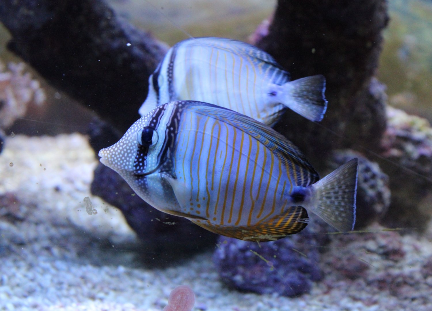 Indian sailfin tangs - Zebrasoma desjardinii