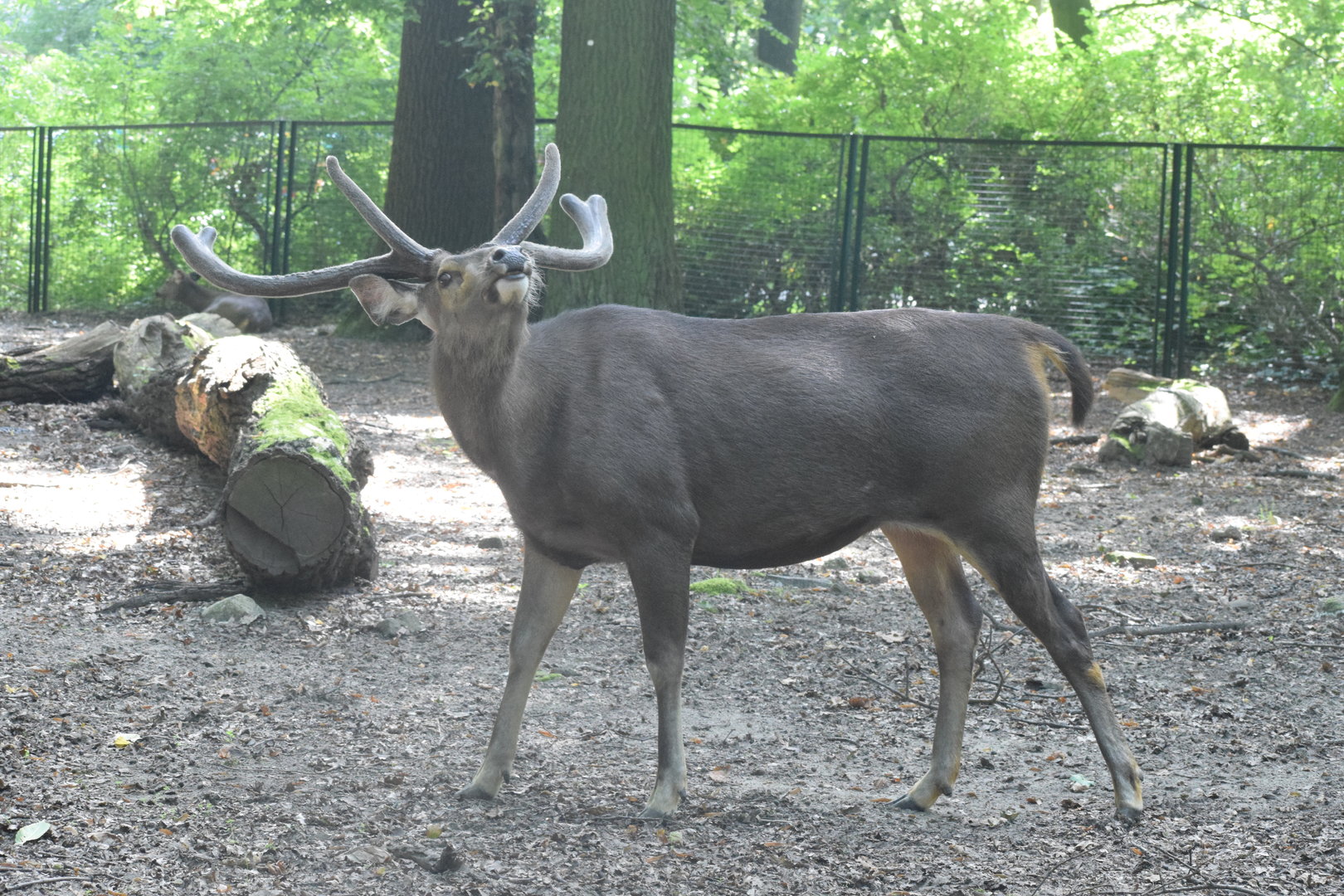 Indian sambar deer - August 2023