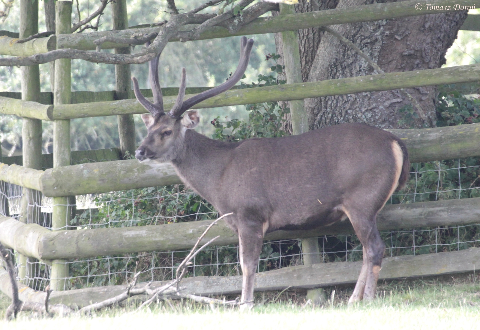 Indian Sambar Deer (Rusa unicolor niger) male