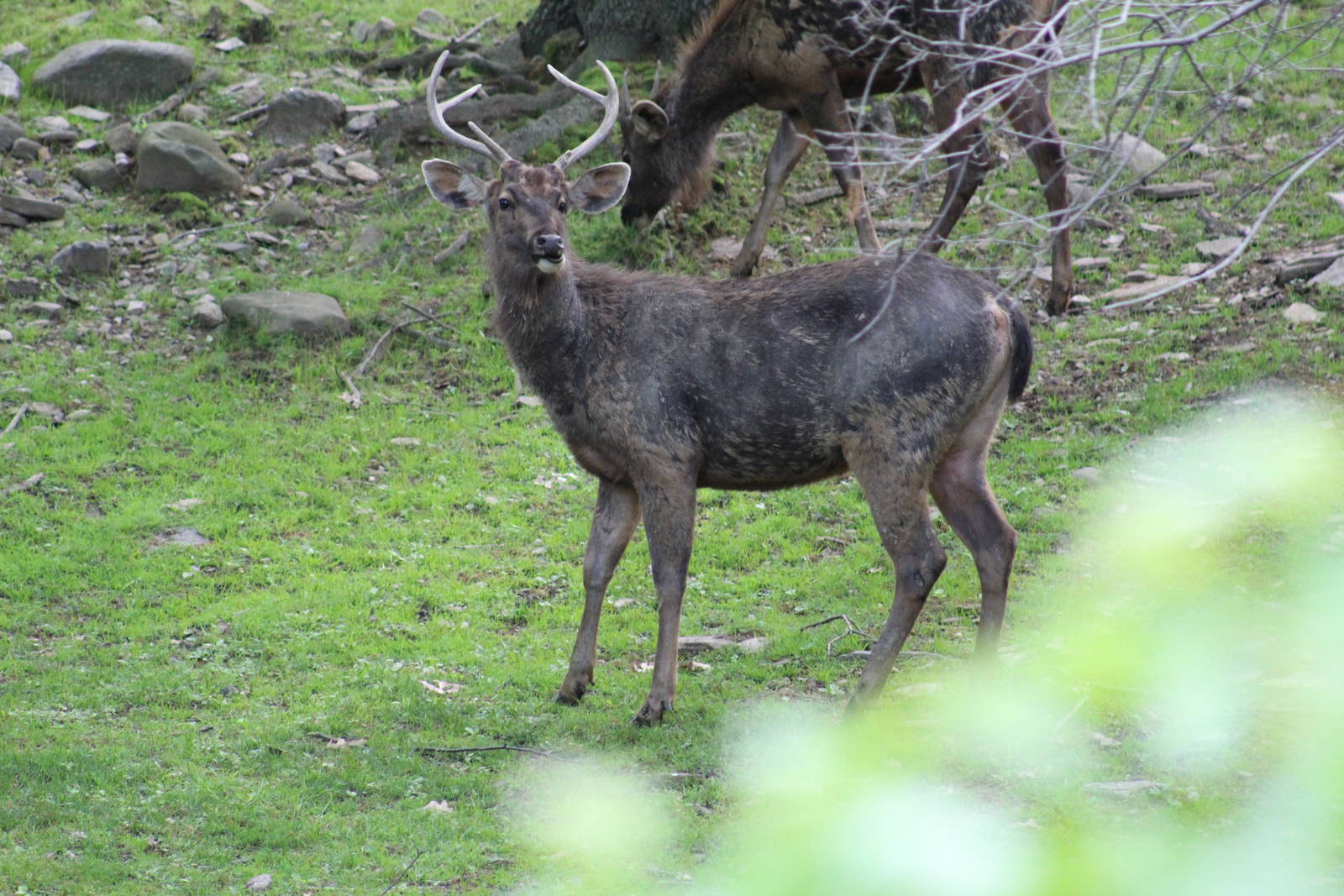 Indian Sambar Deer