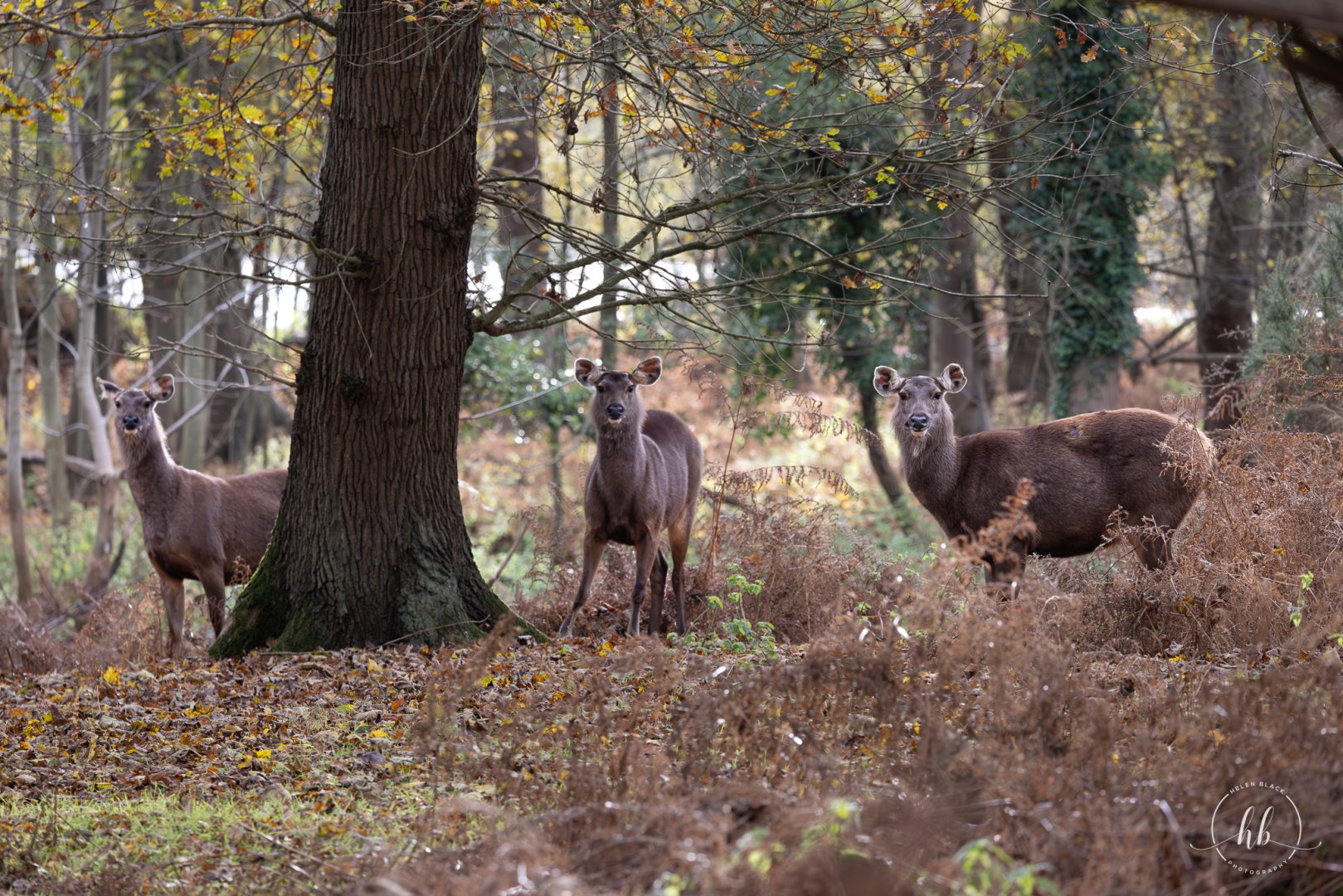 Indian Sambar (f) / Watatunga / 20-11-24