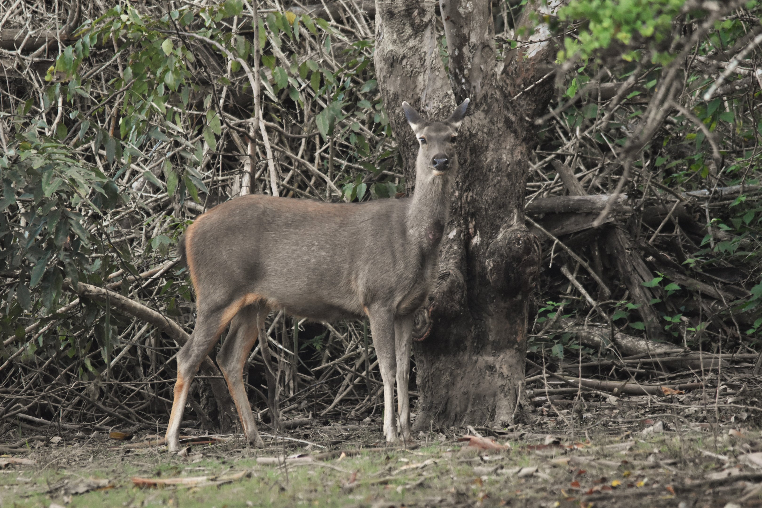 Indian Sambar, Kabini River, 21st November 2024