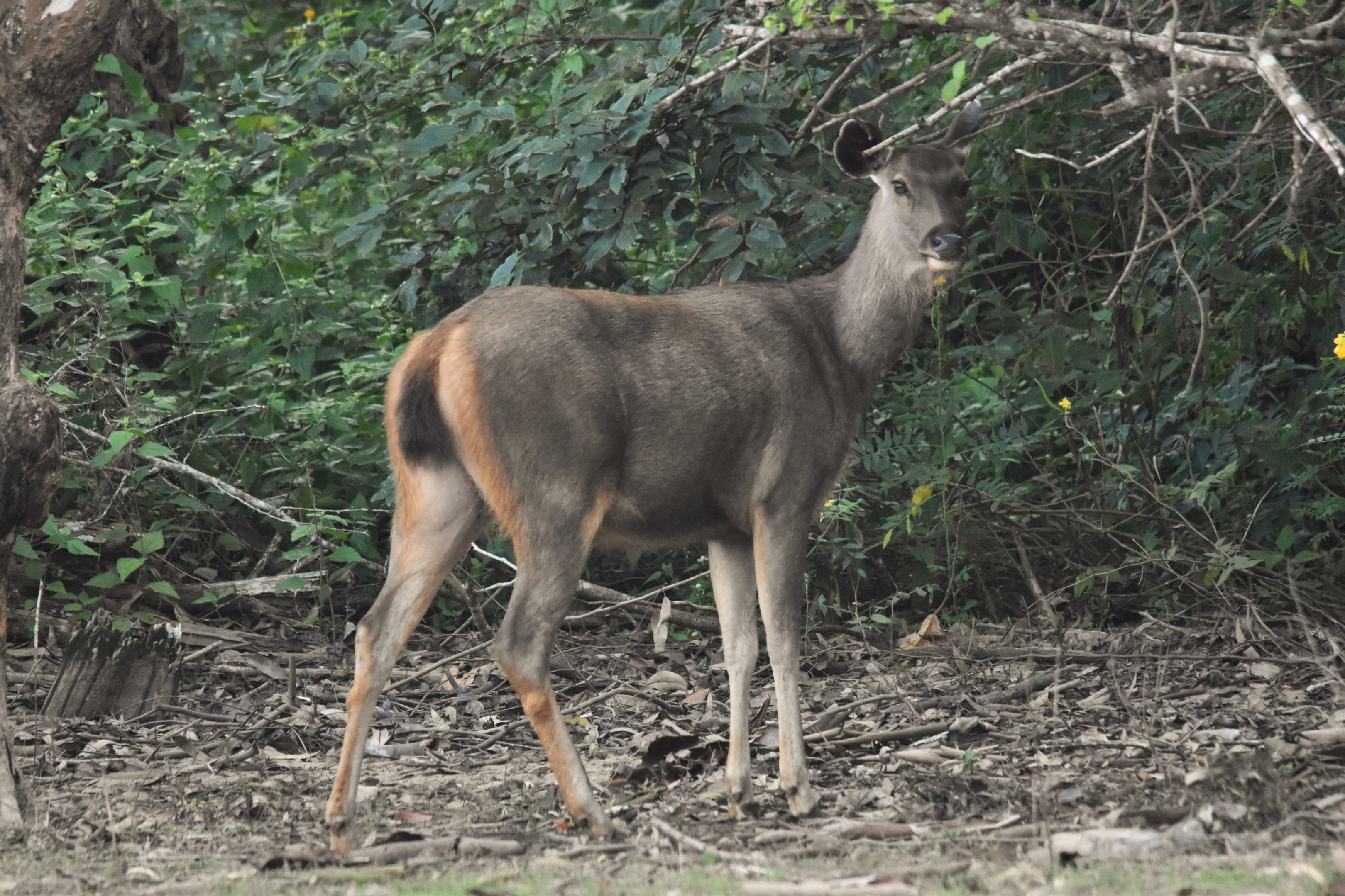 Indian Sambar, Kabini River, 21st November 2024