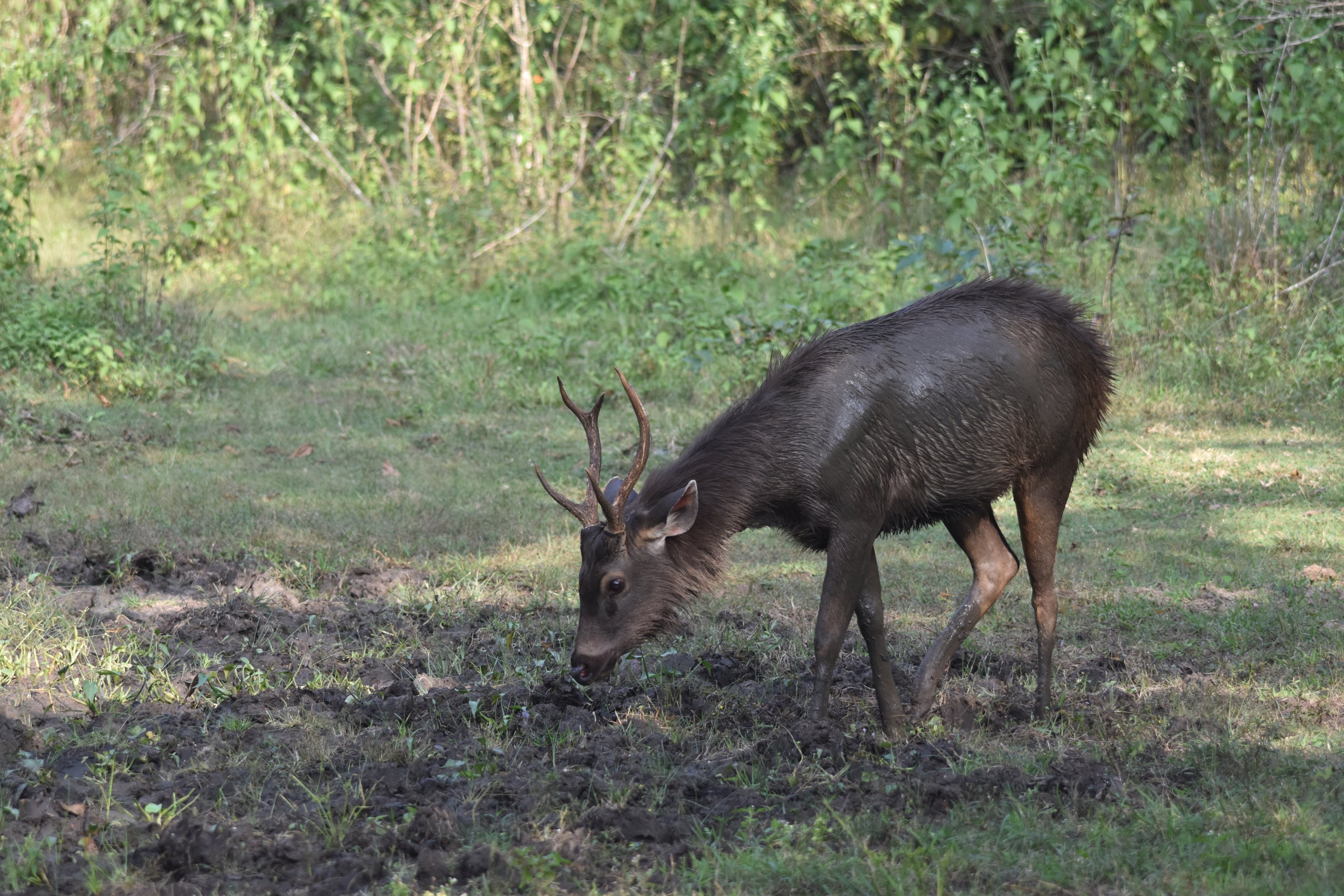Indian Sambar, Nagarahole Tiger Reserve, 22nd November 2024