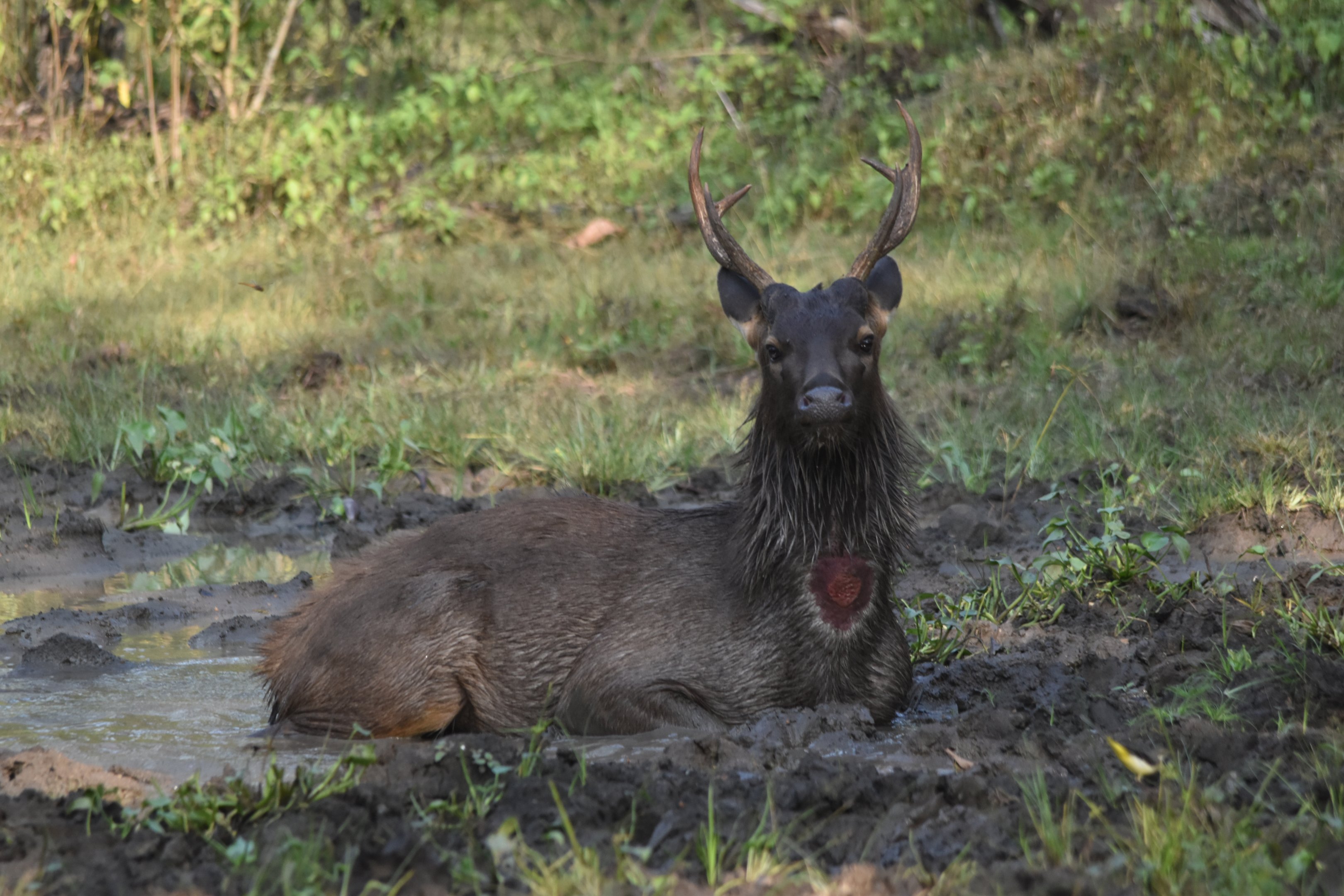 Indian Sambar, Nagarahole Tiger Reserve, 22nd November 2024