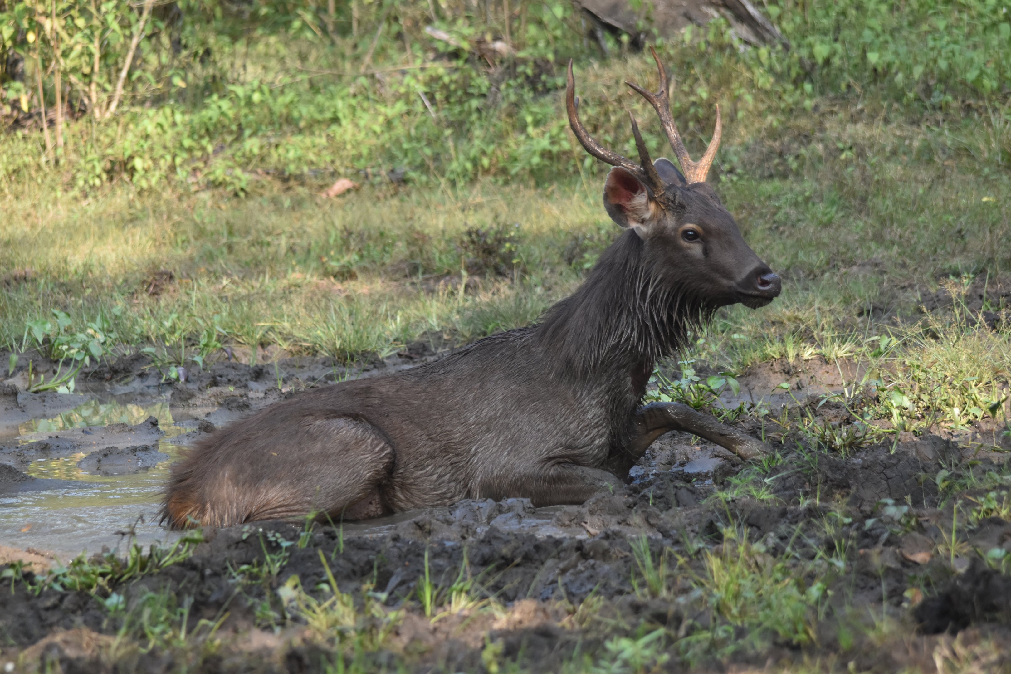 Indian Sambar, Nagarahole Tiger Reserve, 22nd November 2024