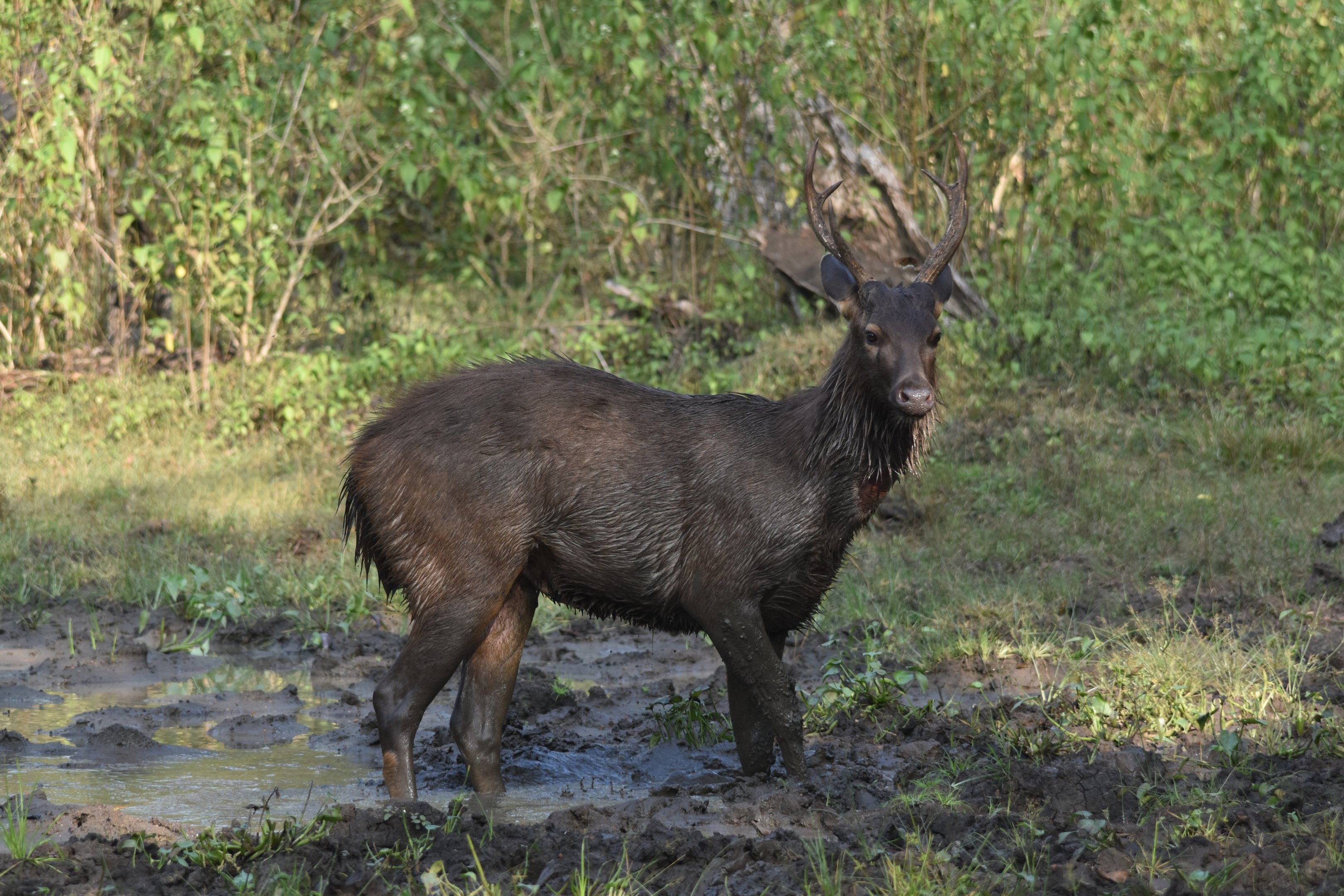 Indian Sambar, Nagarahole Tiger Reserve, 22nd November 2024