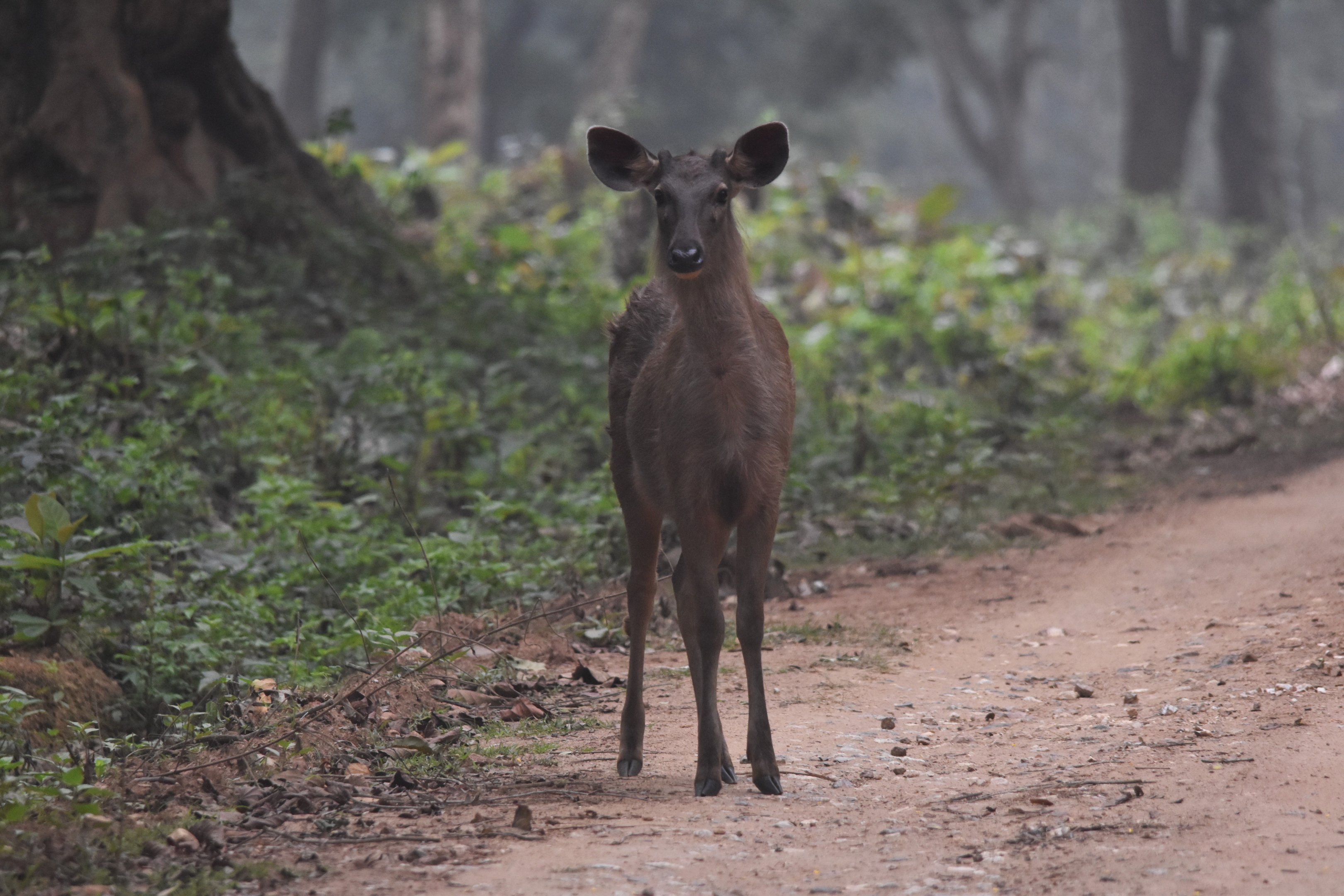 Indian Sambar, Nagarahole Tiger Reserve, 24th November 2024
