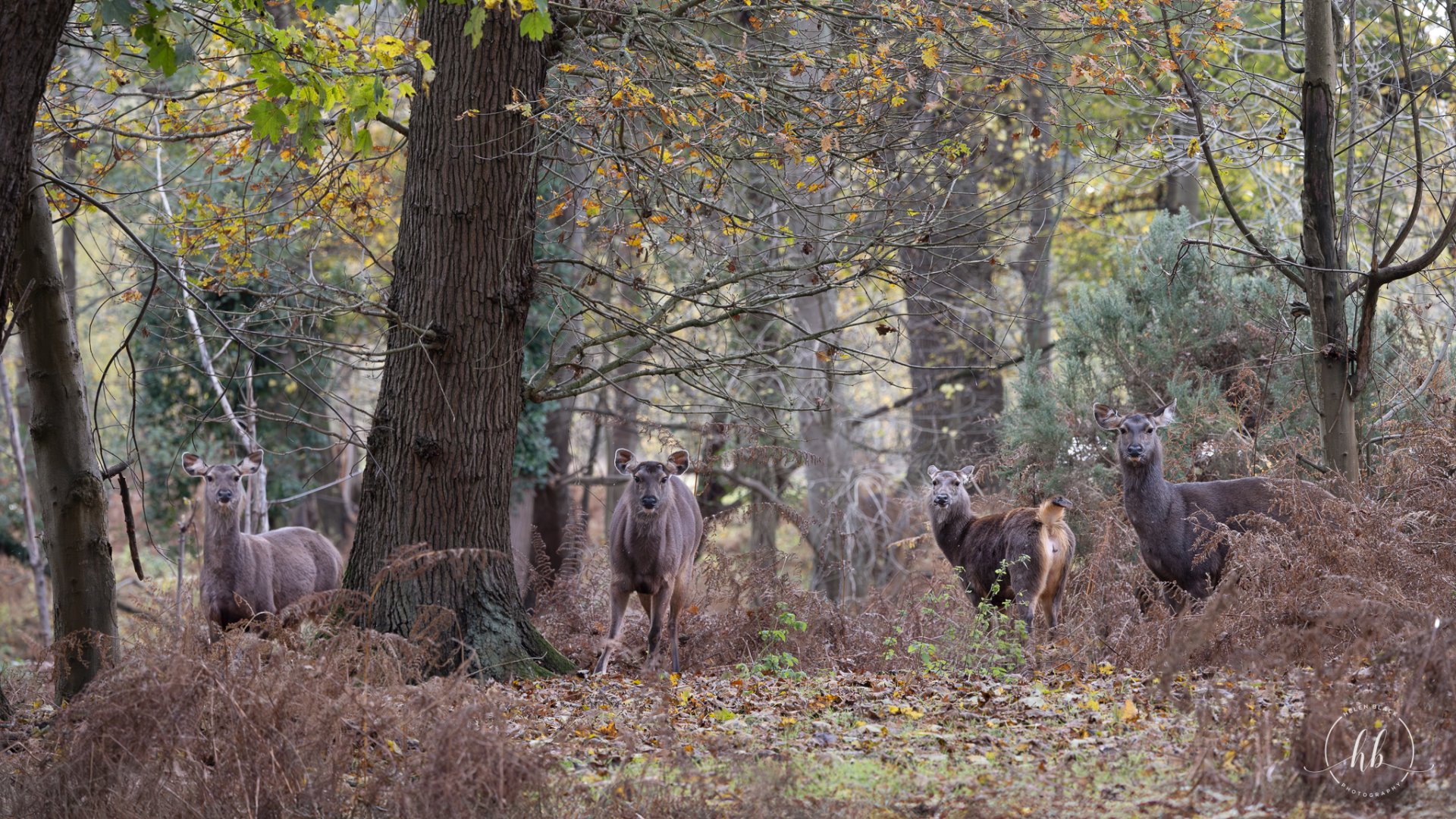 Indian Sambar & Nilgai / Watatunga / 20-11-24