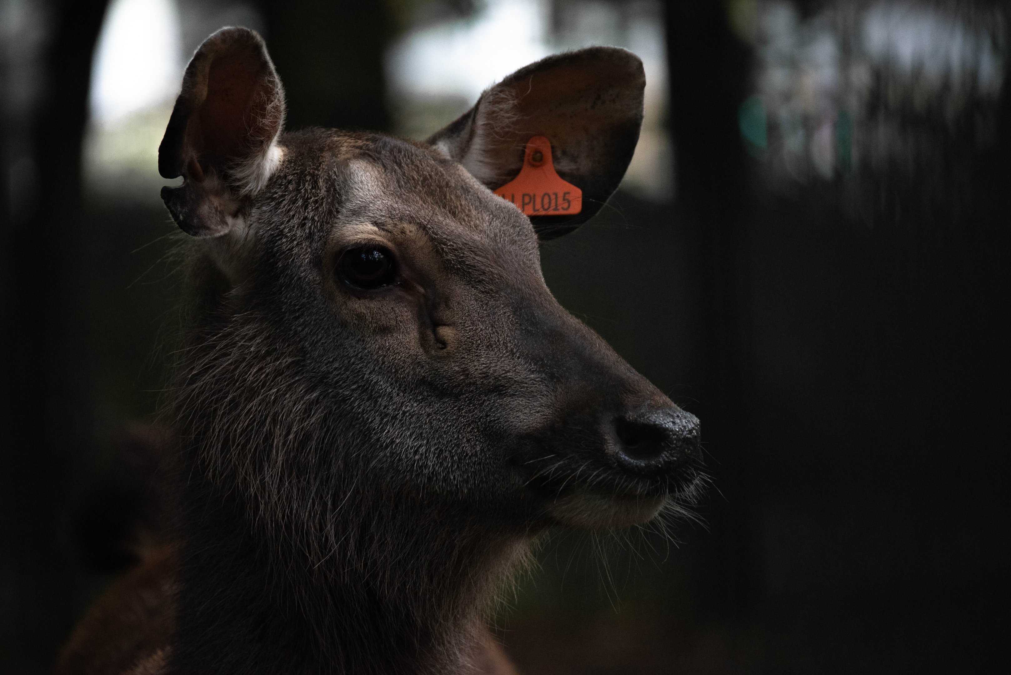 Indian sambar - Rusa unicolor niger