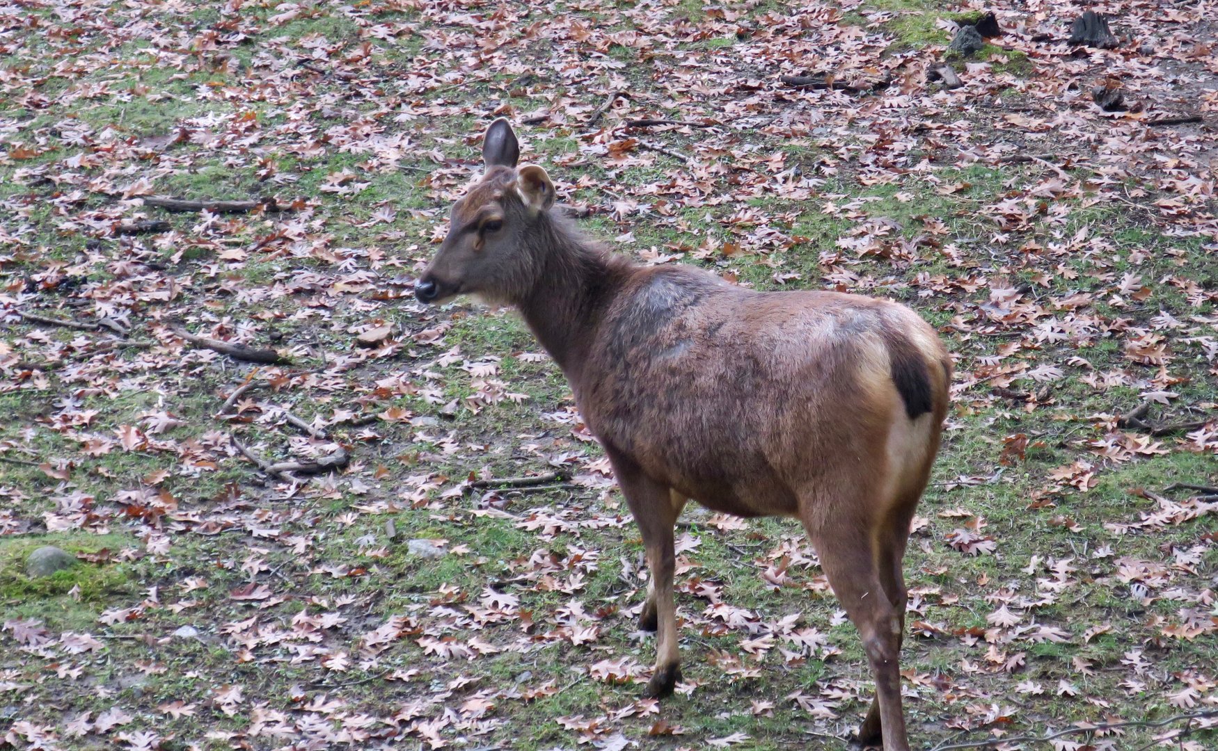 Indian Sambar (Rusa unicolor unicolor)