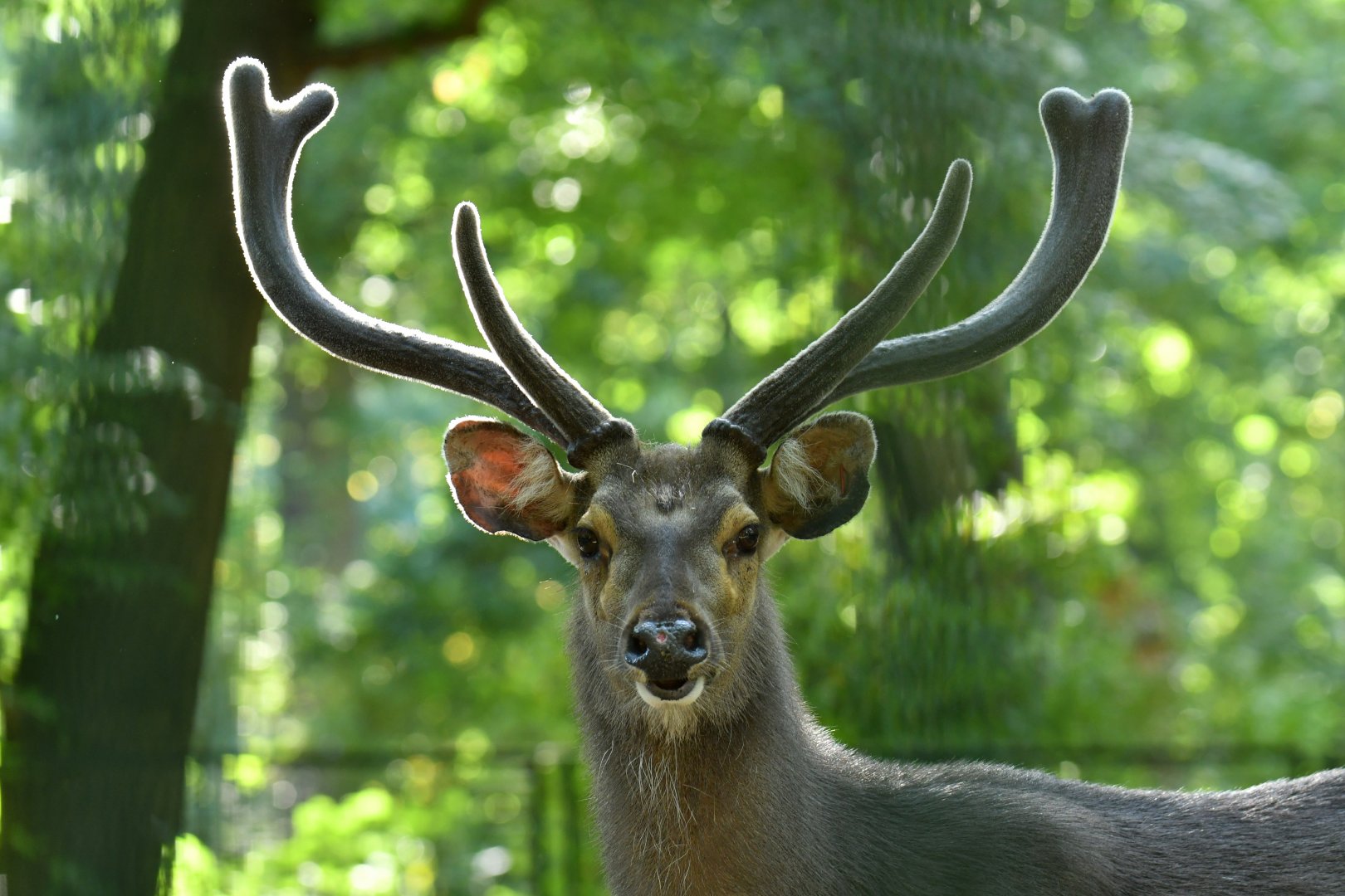 Indian sambar (Rusa unicolorniger)