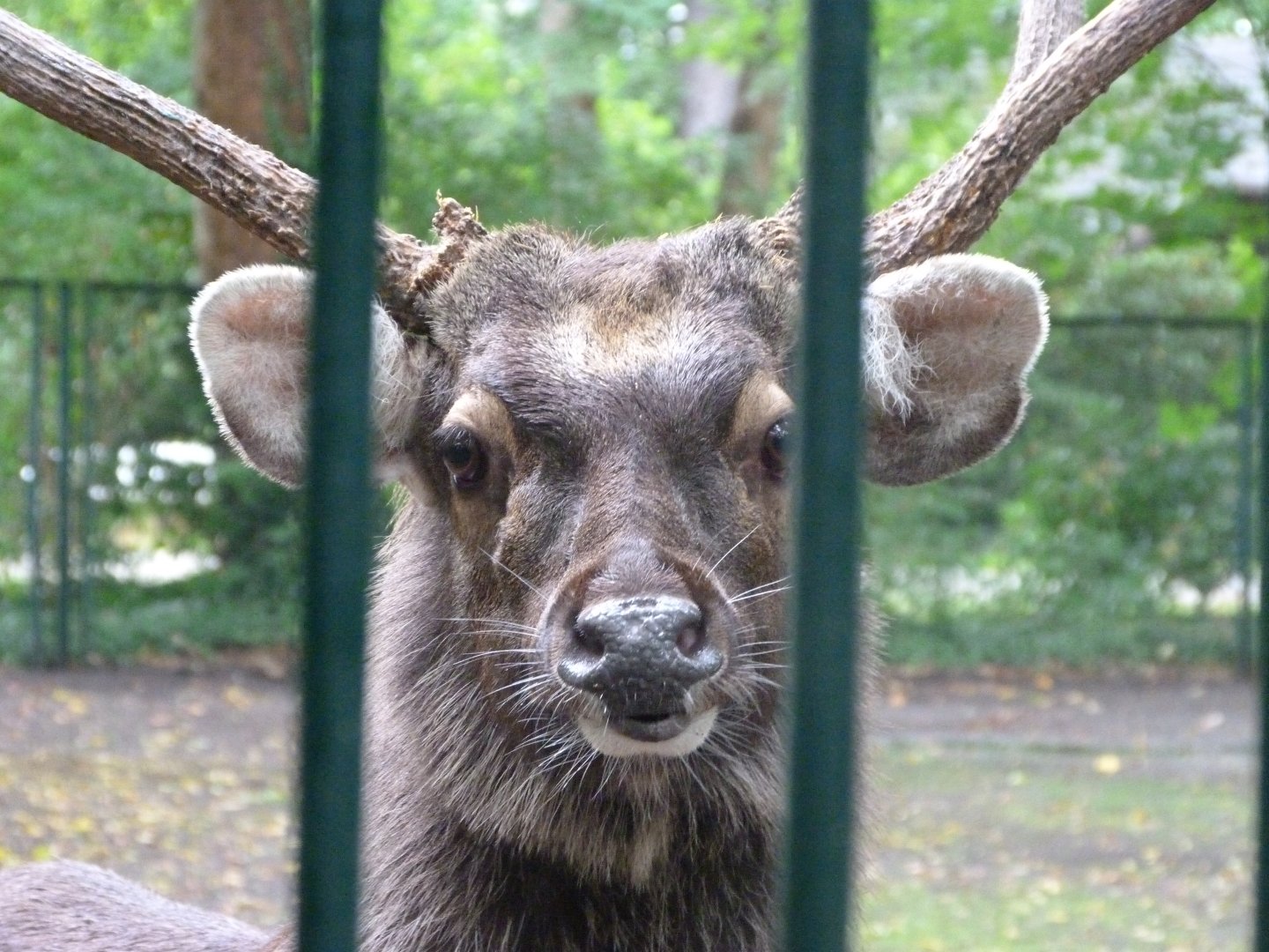 Indian sambar -Tierpark Berlin (2024)