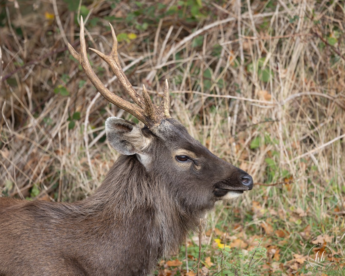 Indian Sambar / Watatunga / 20-11-24