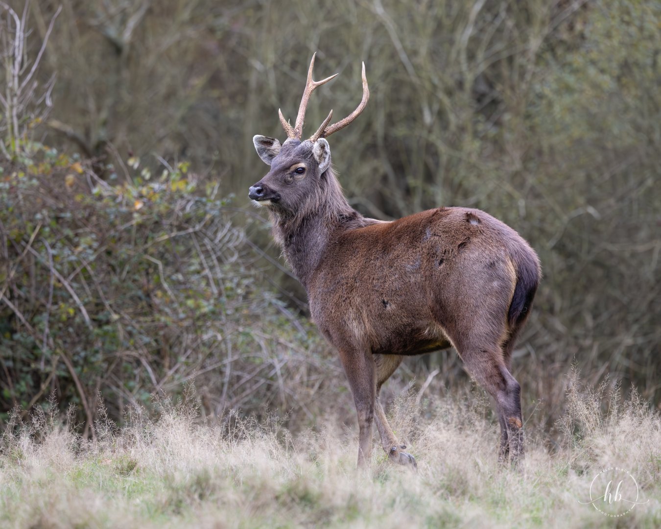 Indian Sambar / Watatunga / 20-11-24