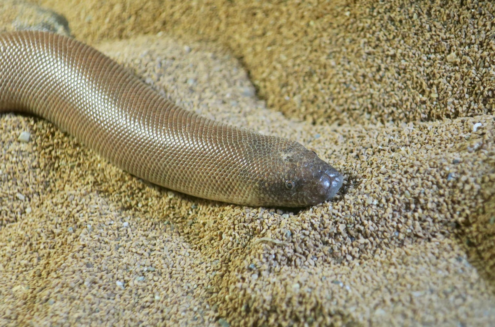 Indian Sand Boa (Eryx johnii)