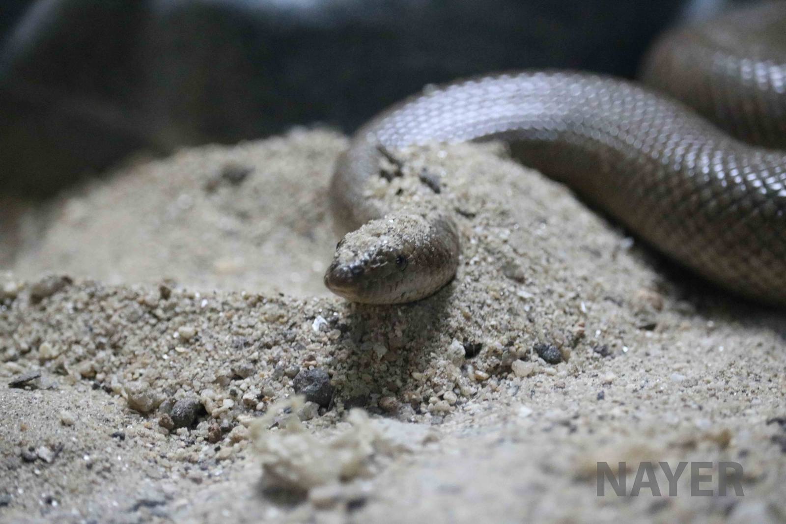 Indian sand boa - Instituto Butantan, April 2016