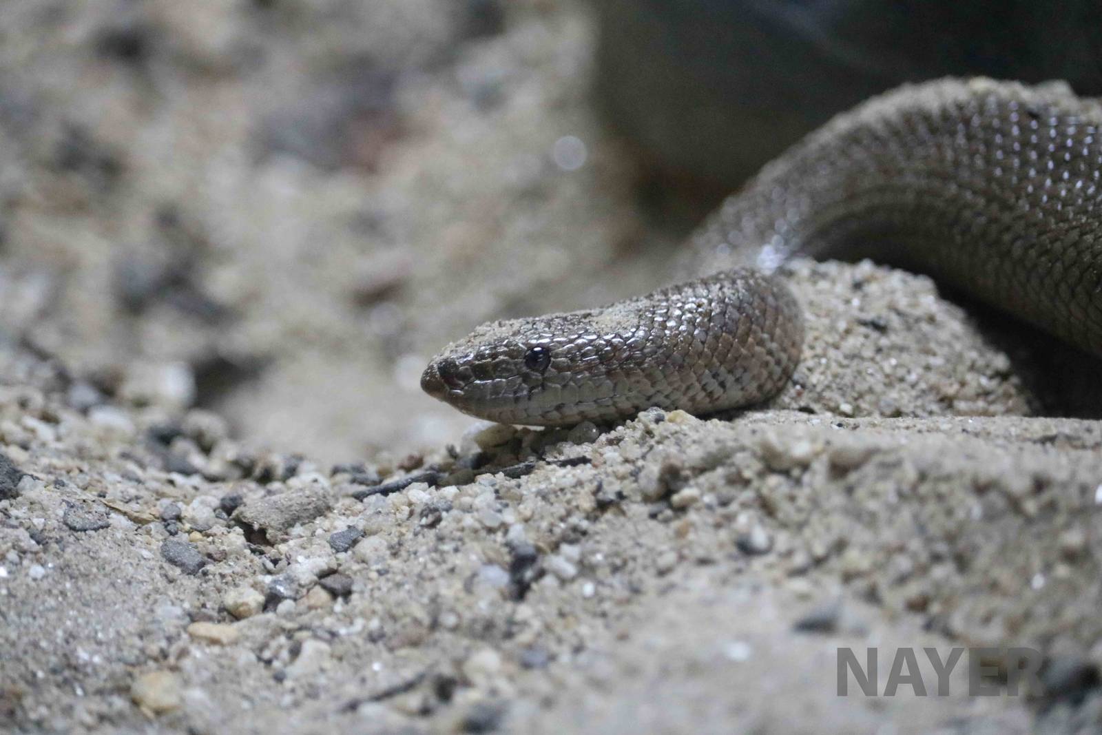 Indian sand boa - Instituto Butantan, April 2016