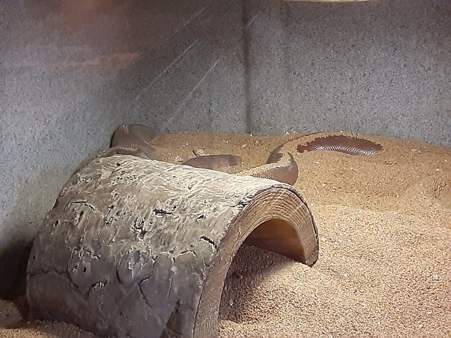 Indian Sand Boa
